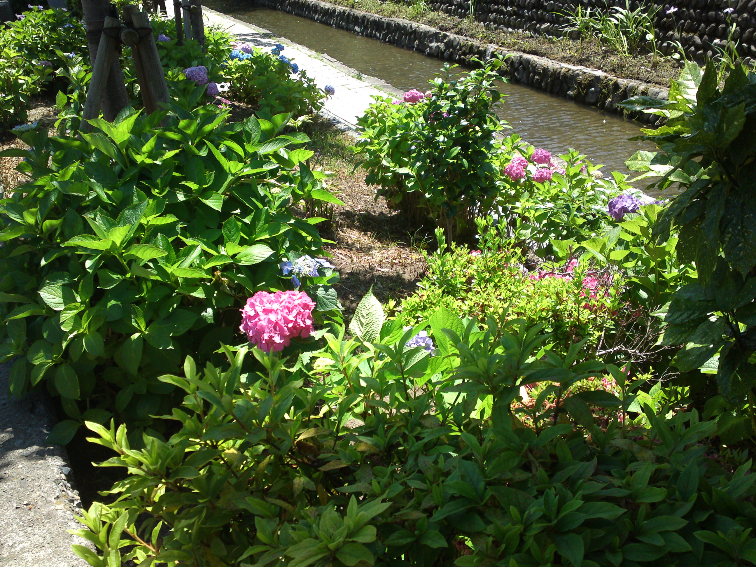 2020年古川親水公園に咲く紫陽花の花１２