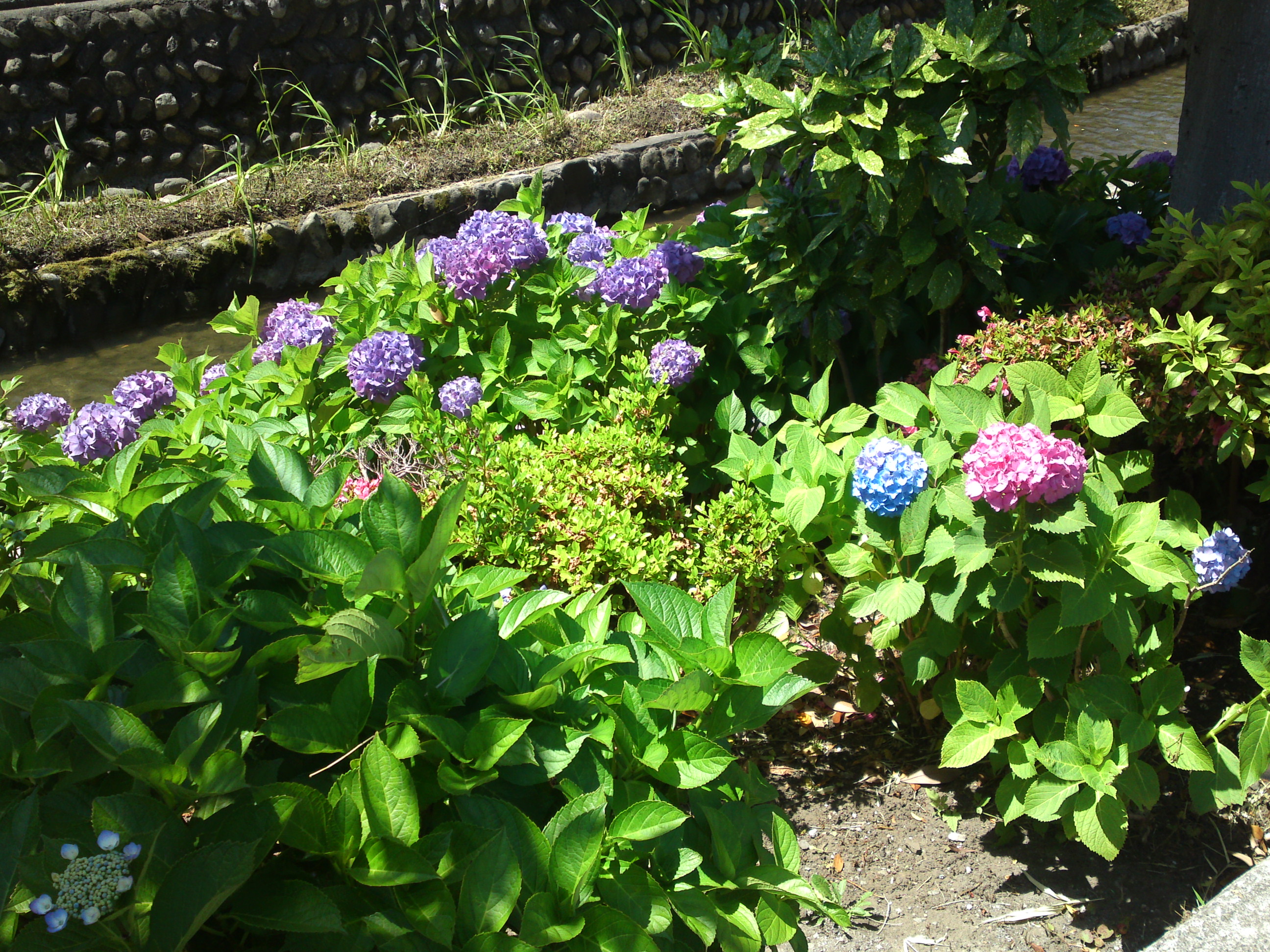 2020年古川親水公園に咲く紫陽花の花１３