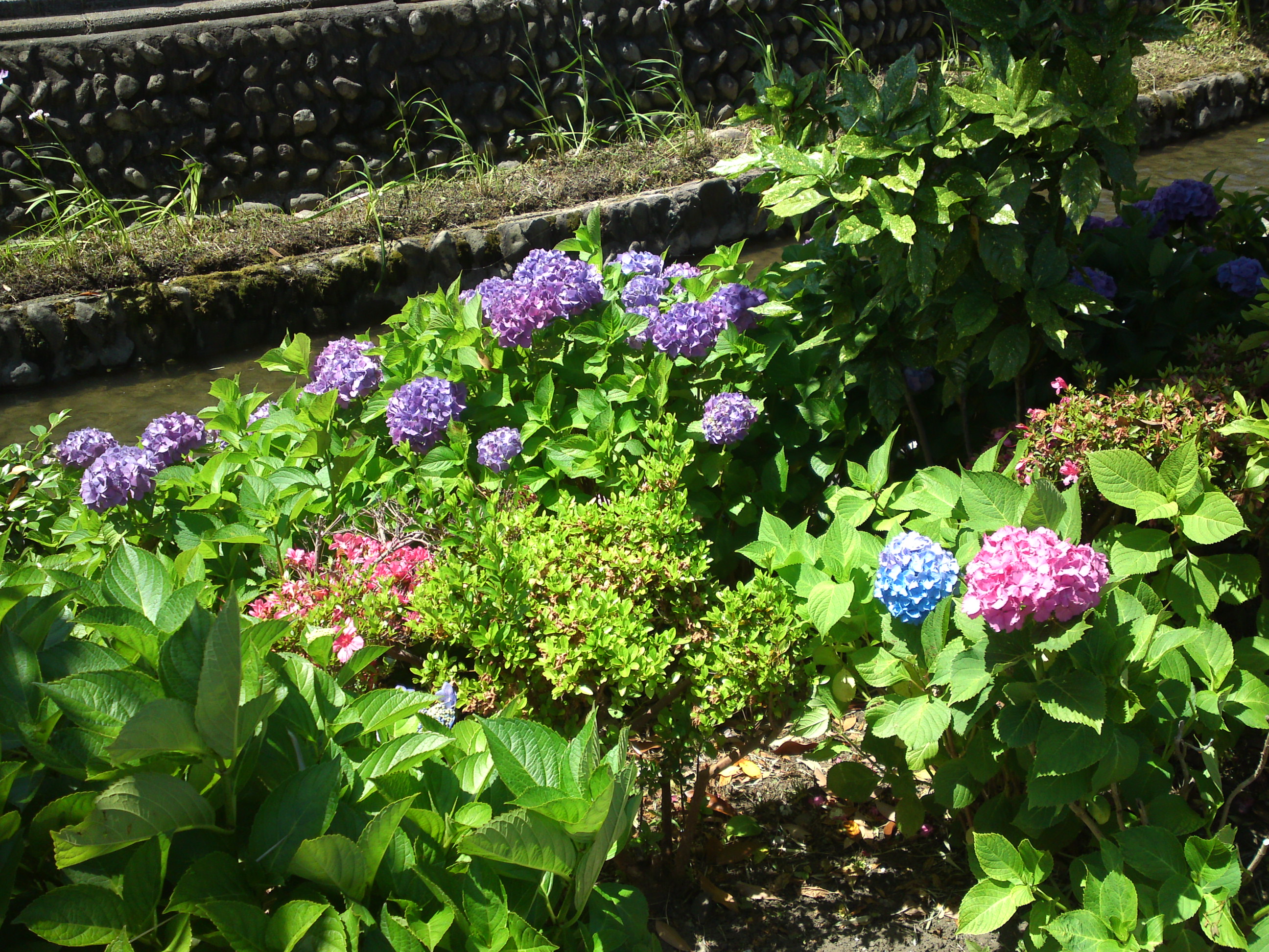 2020年古川親水公園に咲く紫陽花の花１４