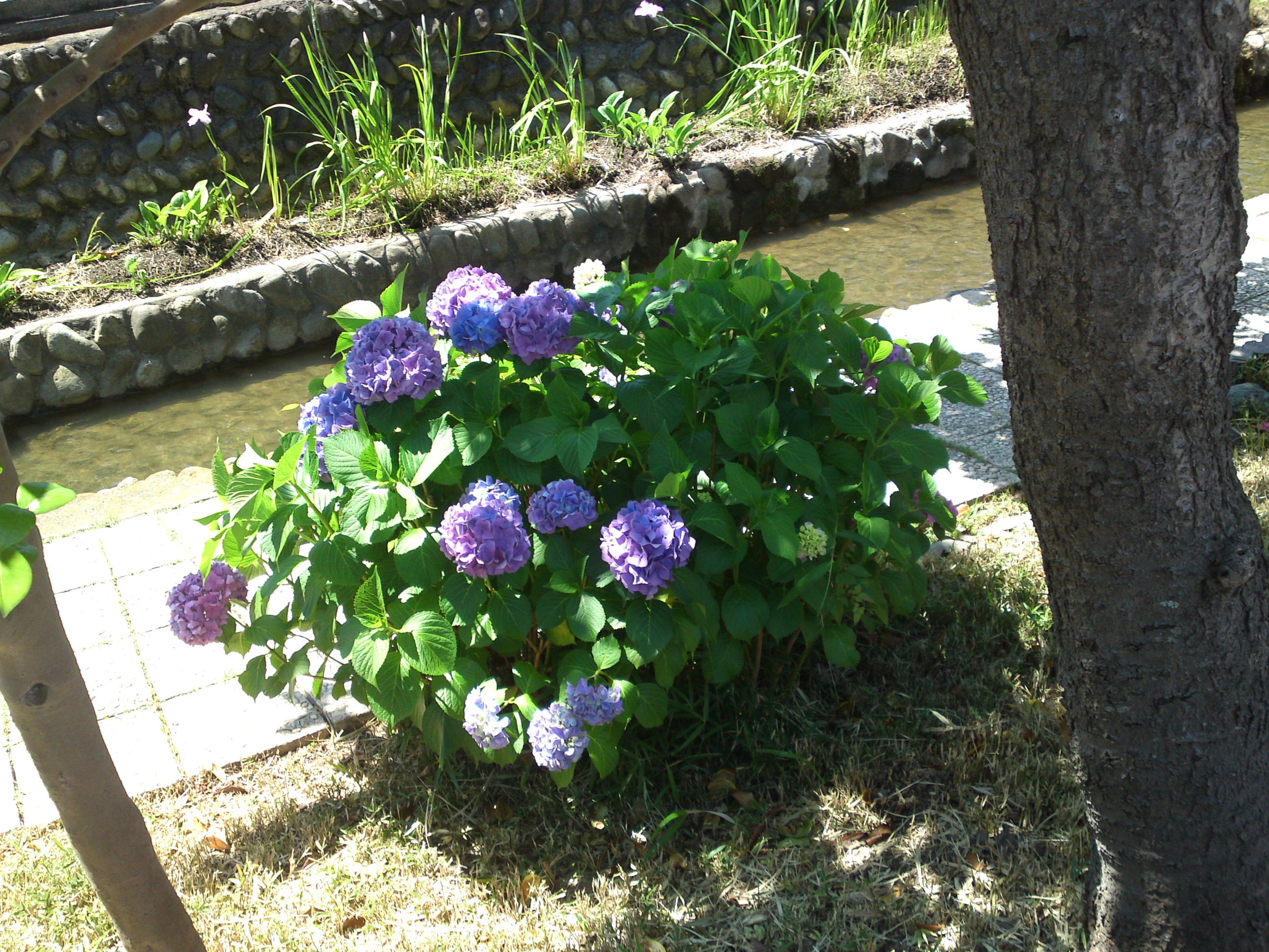 2020年古川親水公園に咲く紫陽花の花１５