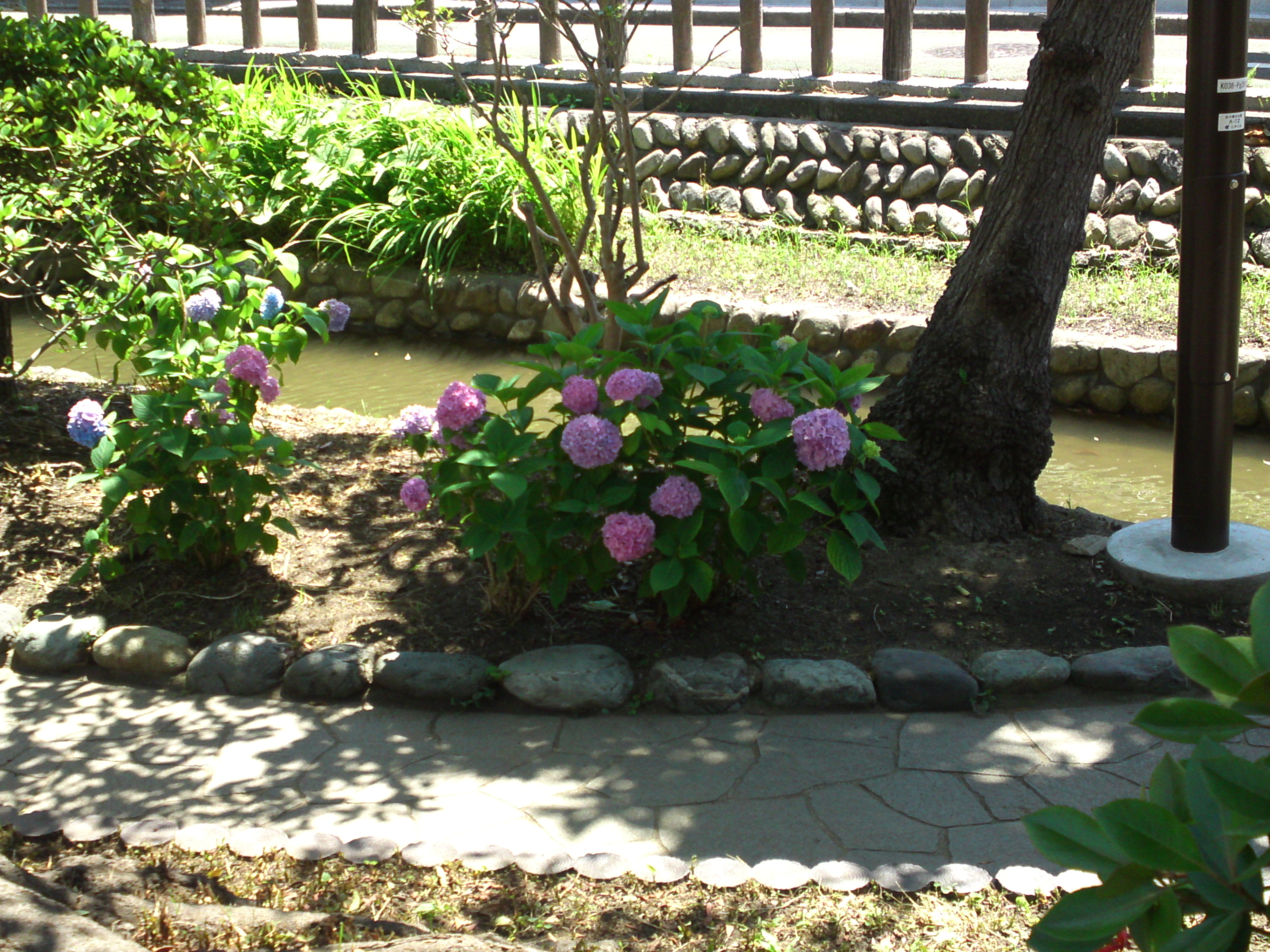 2020年古川親水公園に咲く紫陽花の花１６
