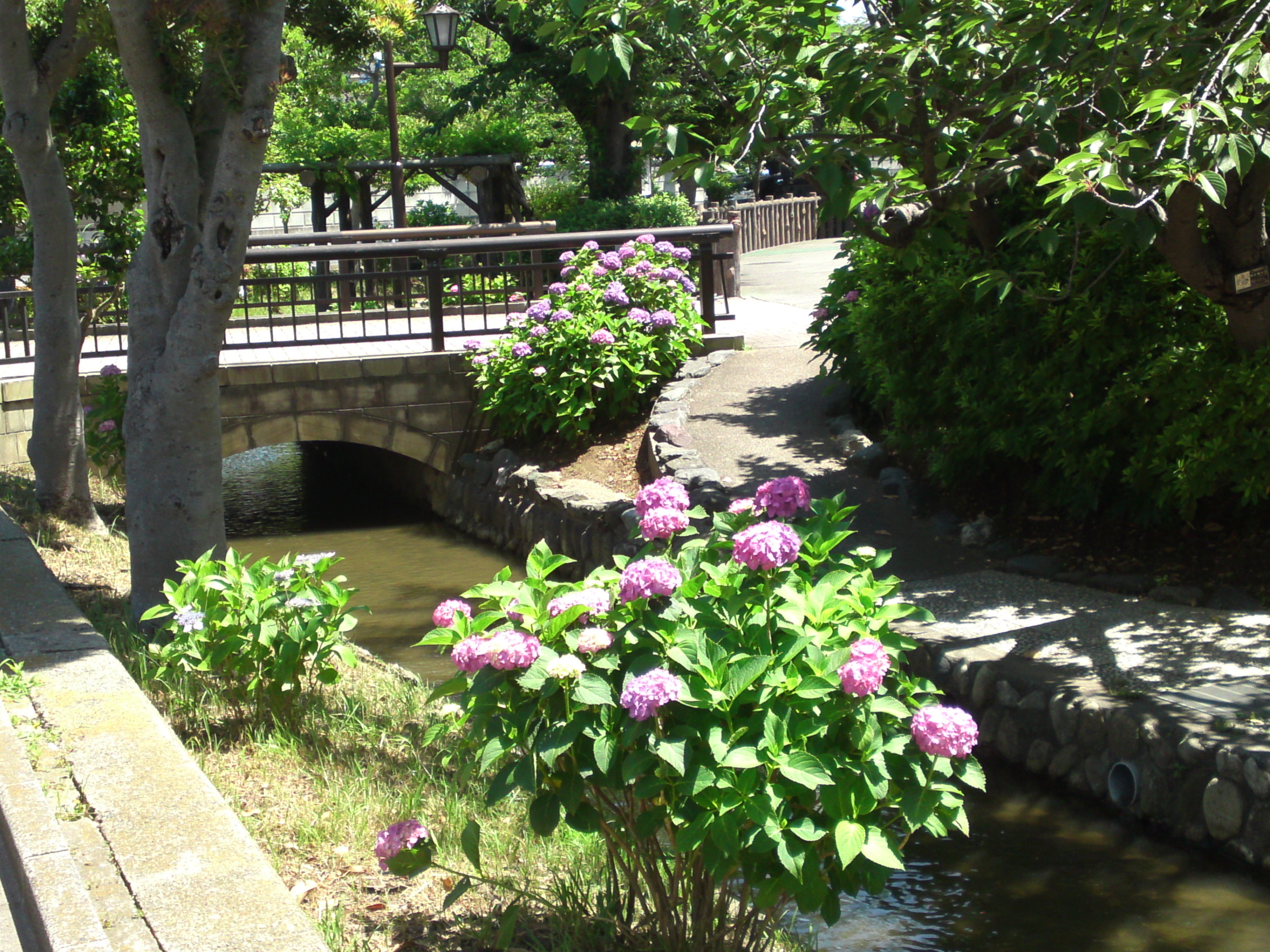 2020年古川親水公園に咲く紫陽花の花１８