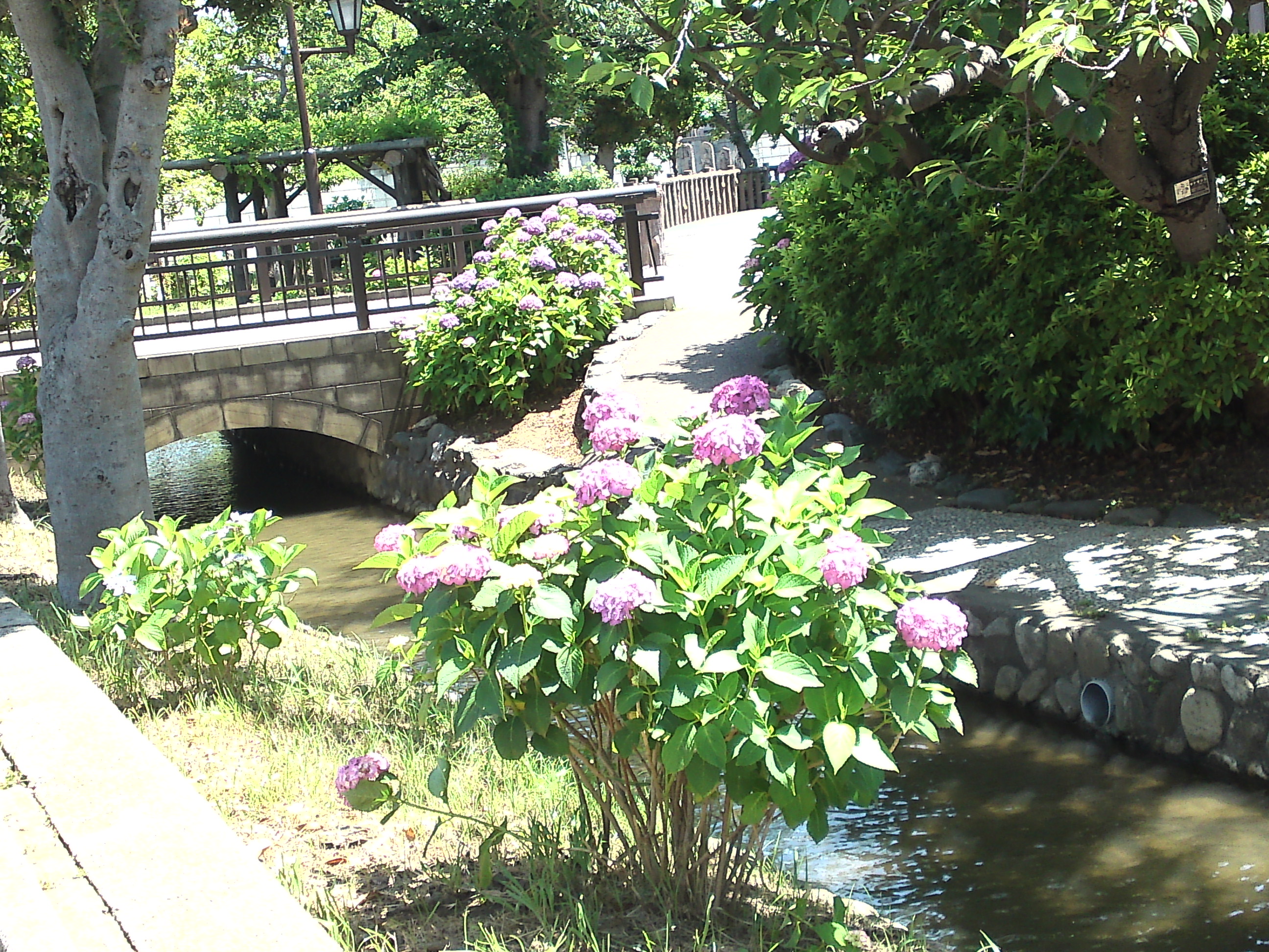 2020年古川親水公園に咲く紫陽花の花１９