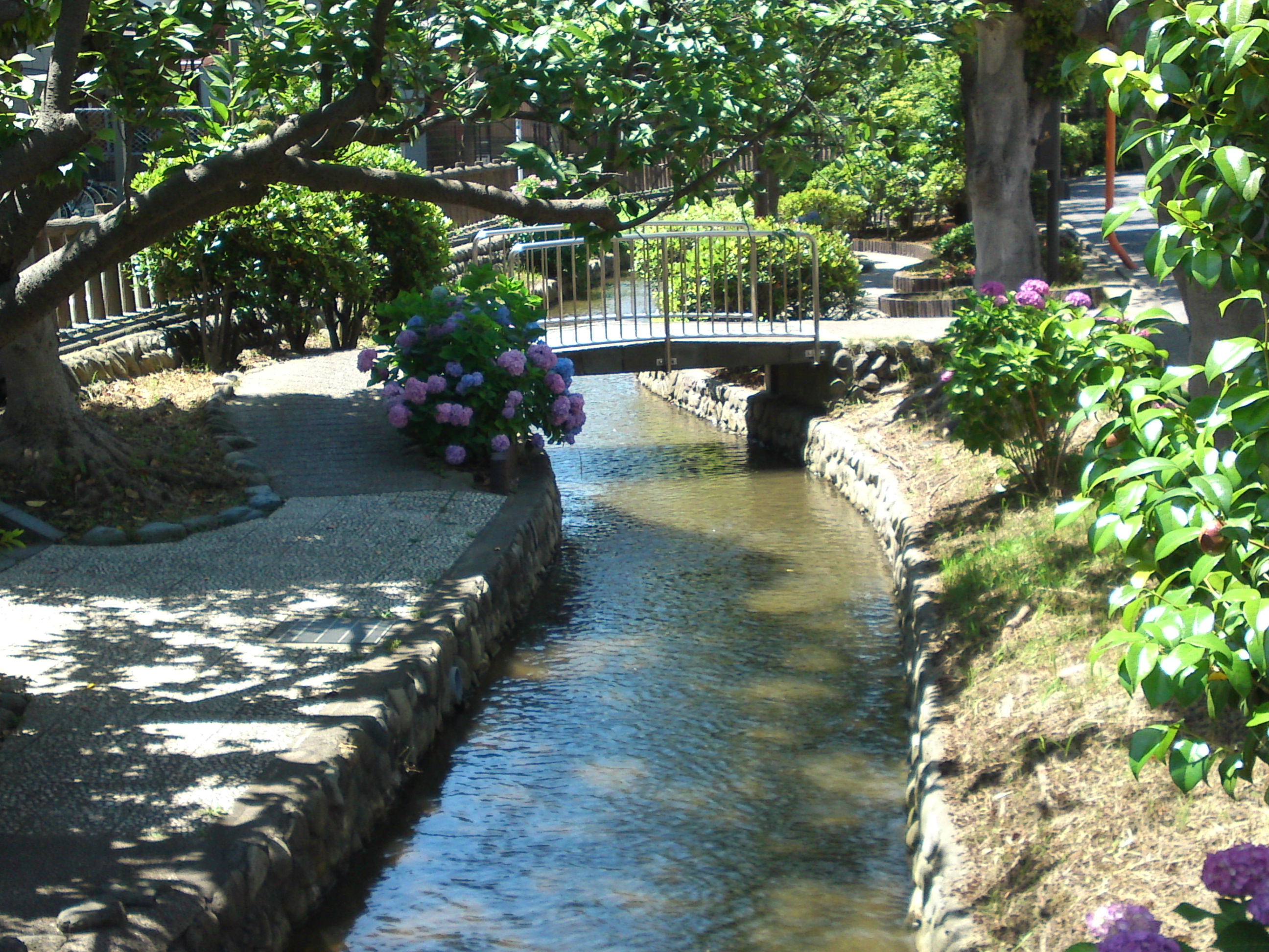 2020年古川親水公園に咲く紫陽花の花２０