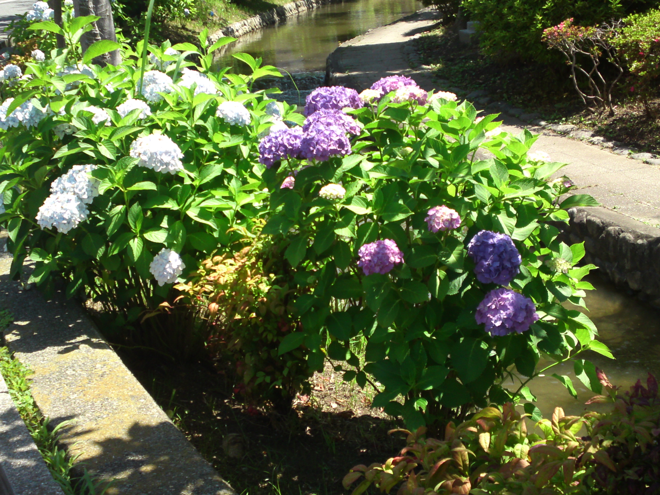 2020年古川親水公園に咲く紫陽花の花２１