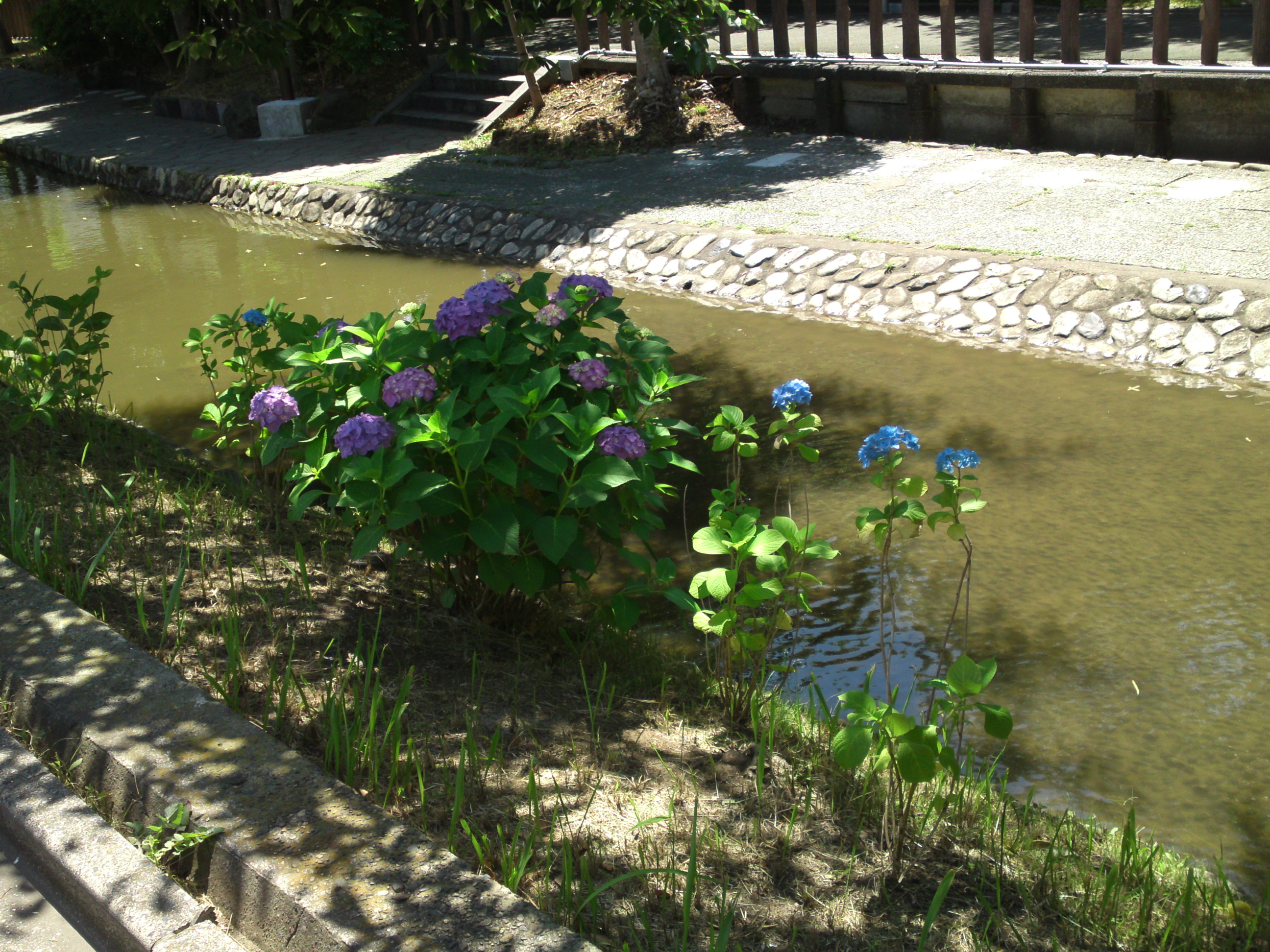 2020年古川親水公園に咲く紫陽花の花２３