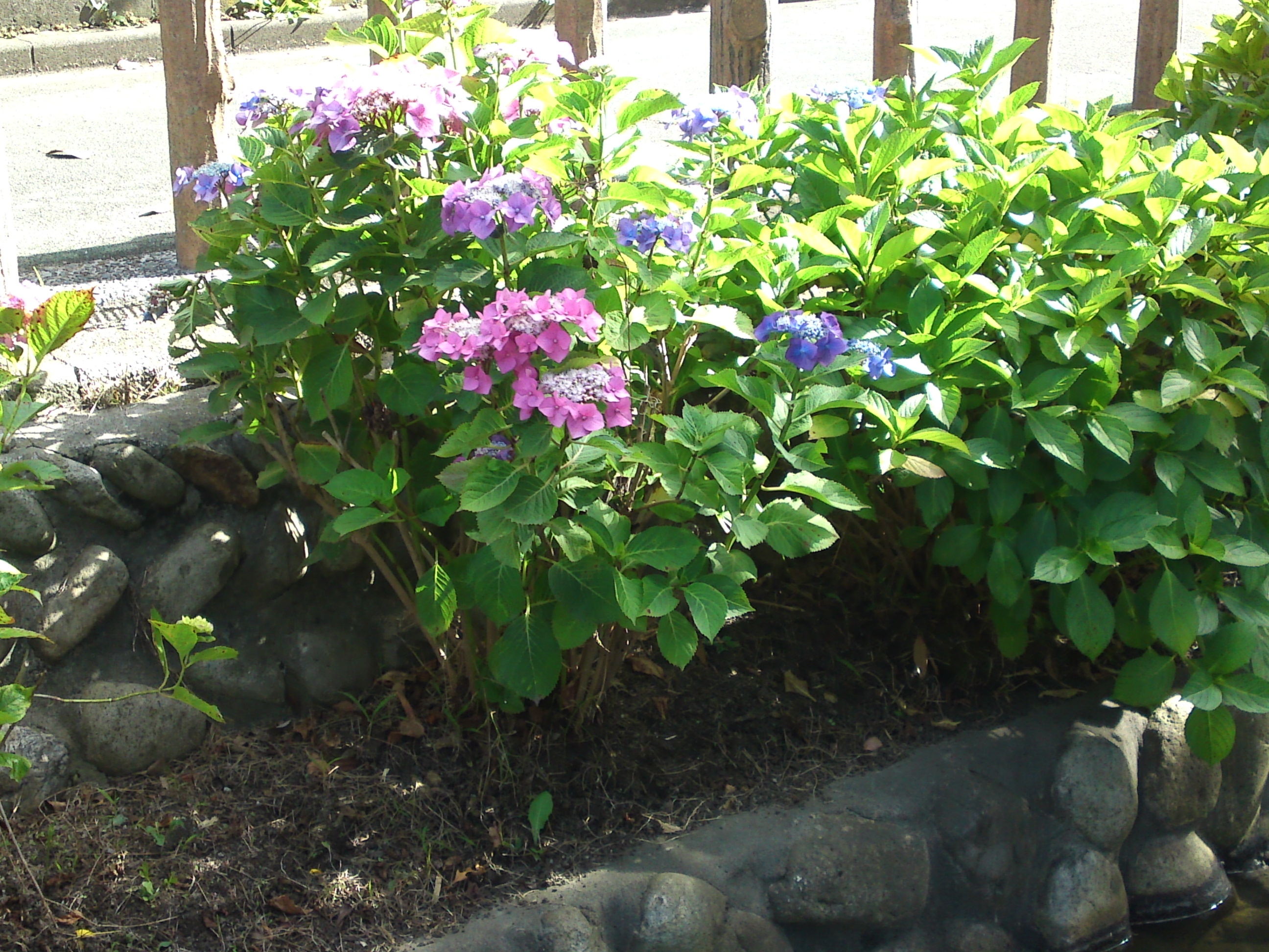 2020年古川親水公園に咲く紫陽花の花２４