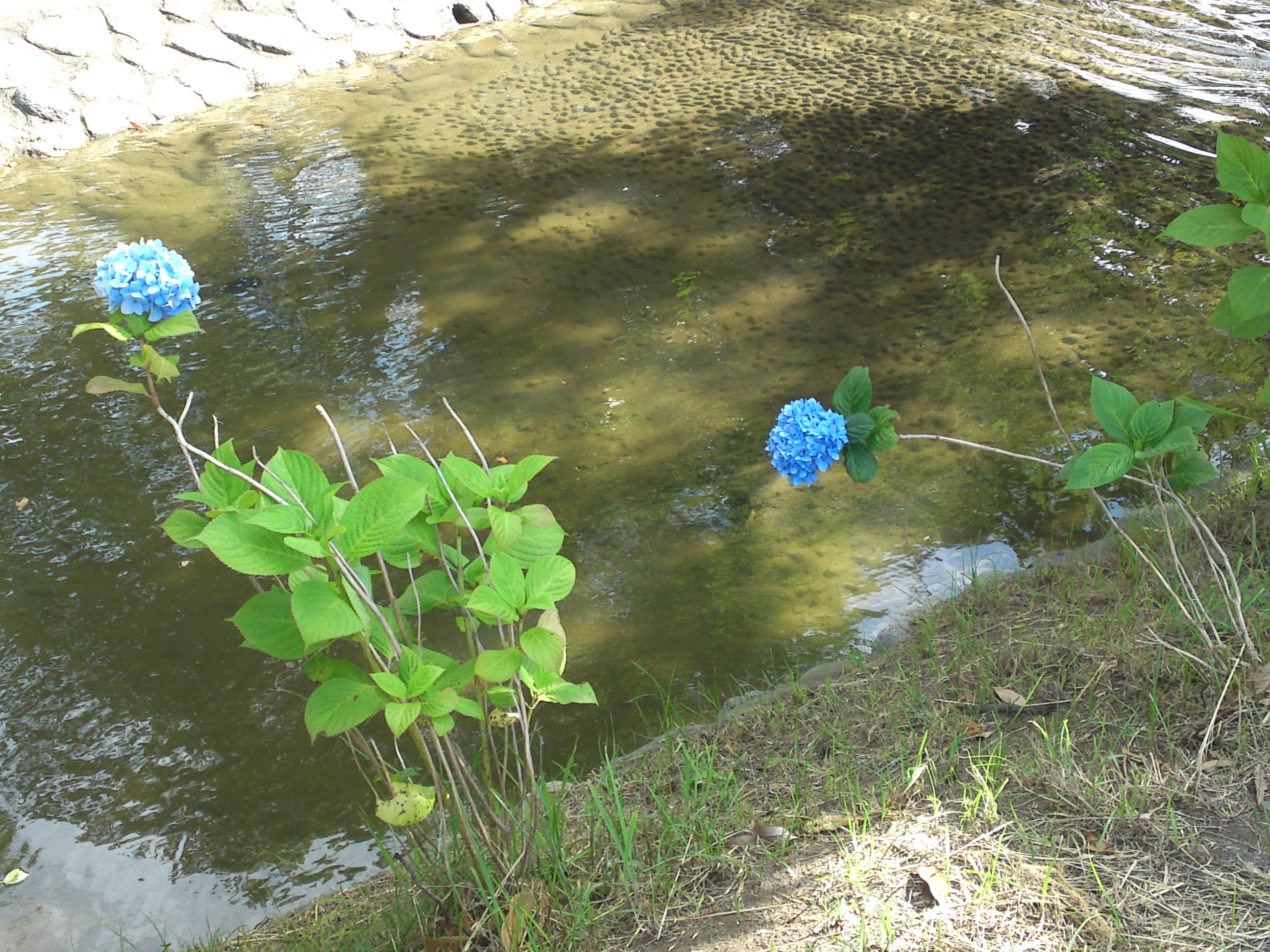 2020年古川親水公園に咲く紫陽花の花２５
