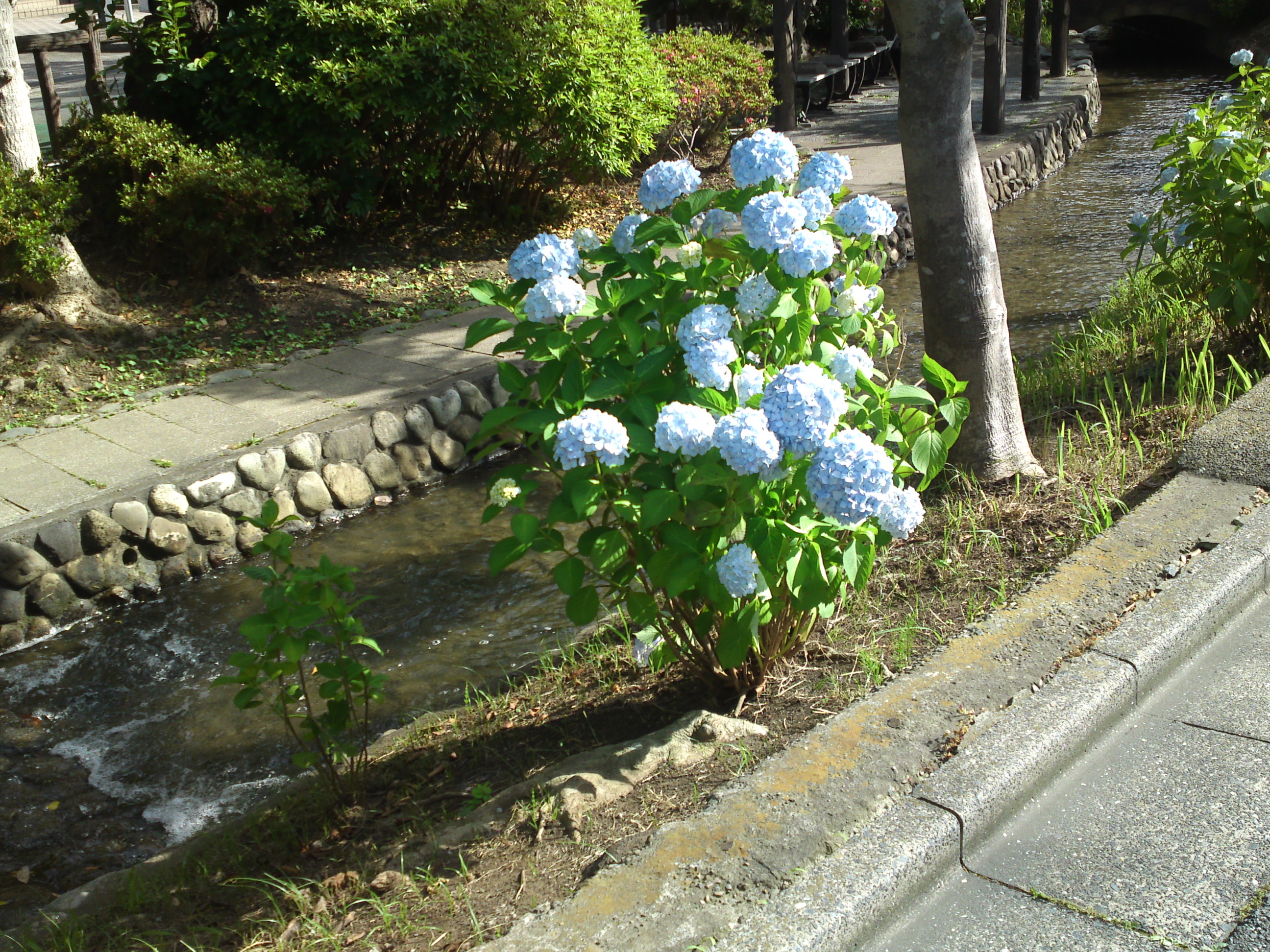2020年古川親水公園に咲く紫陽花の花２８