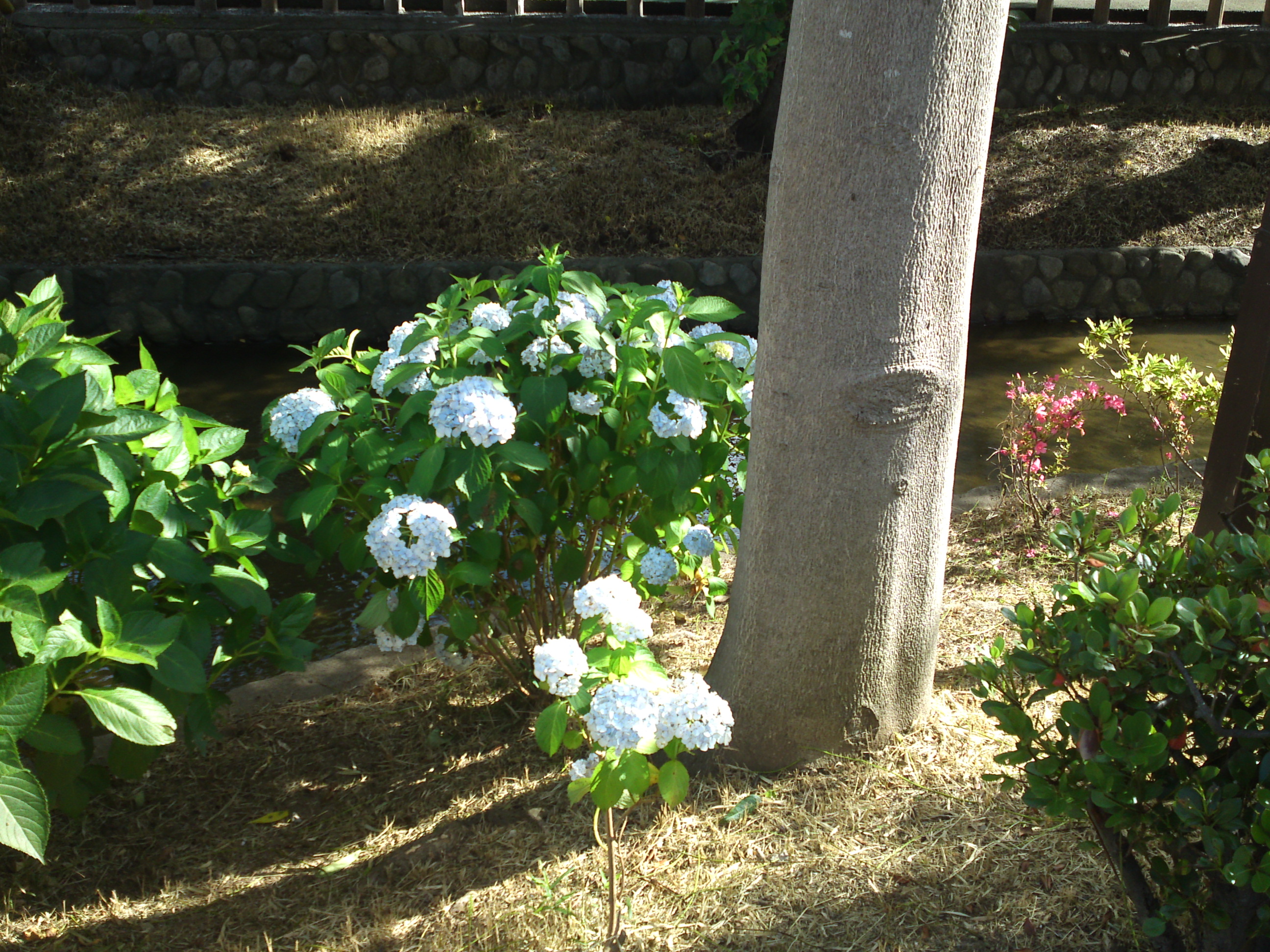 2020年古川親水公園に咲く紫陽花の花３０