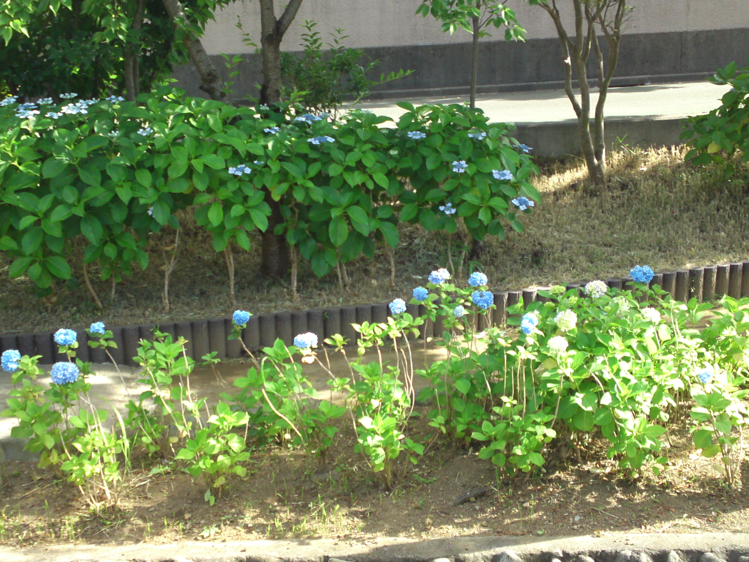 2020年古川親水公園に咲く紫陽花の花３１