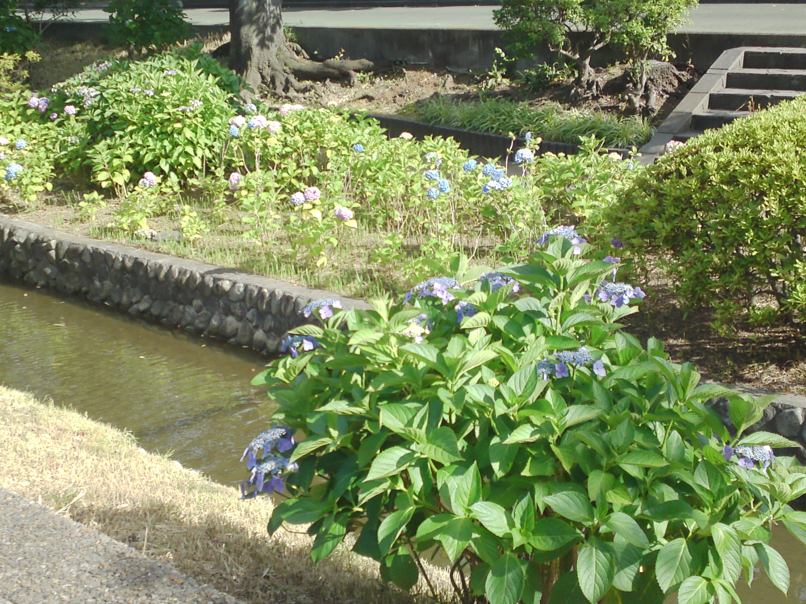 2020年古川親水公園に咲く紫陽花の花３２