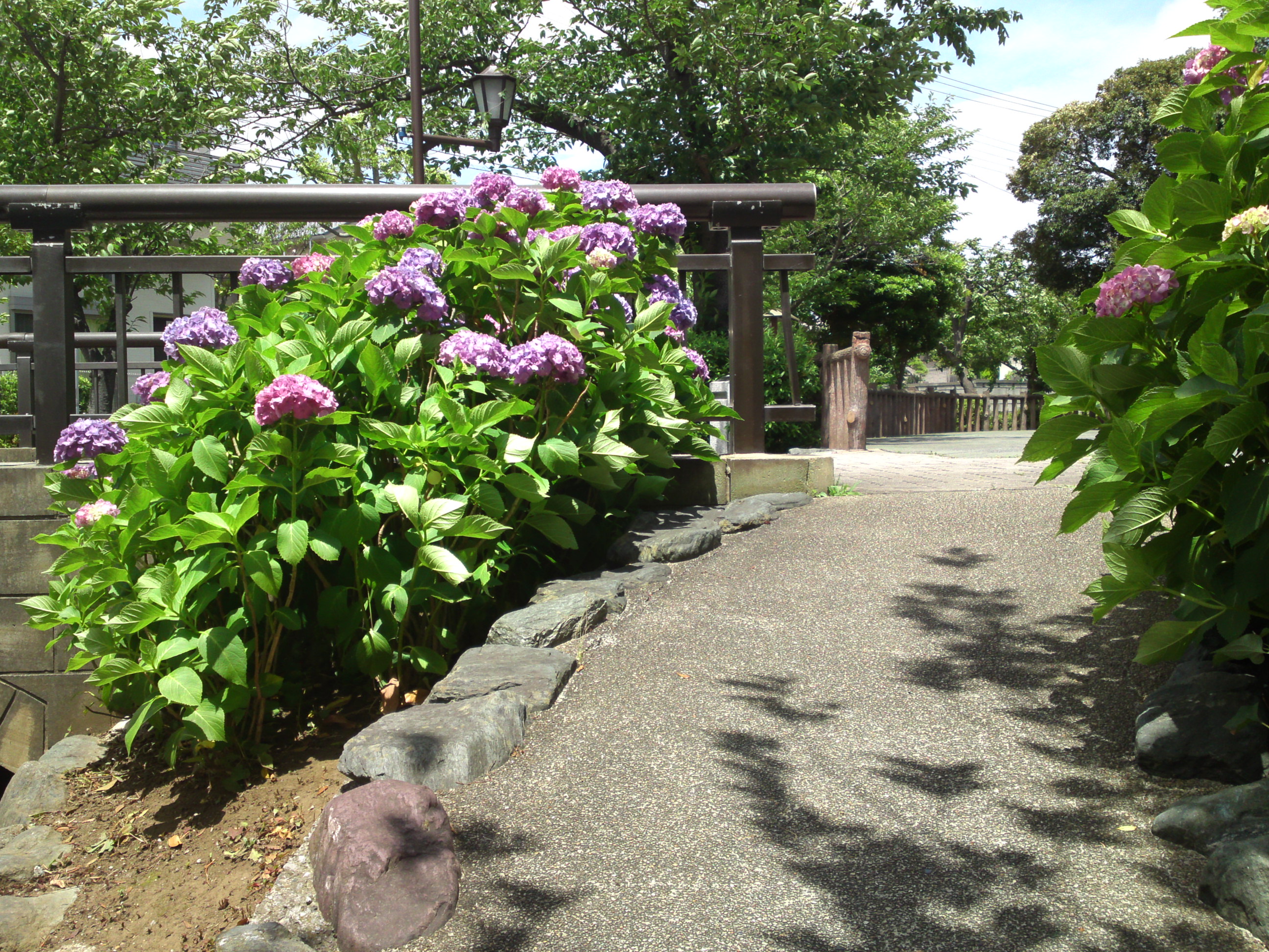 2020年古川親水公園に咲く紫陽花の花３４