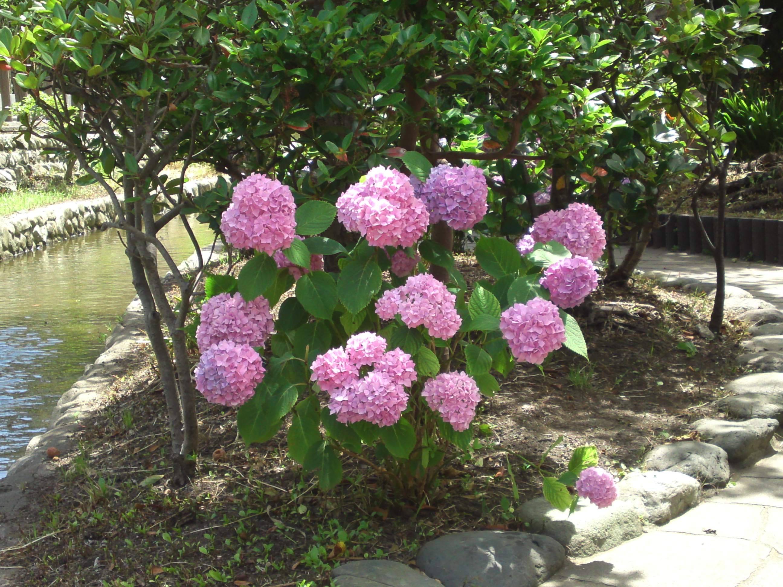2020年古川親水公園に咲く紫陽花の花３５