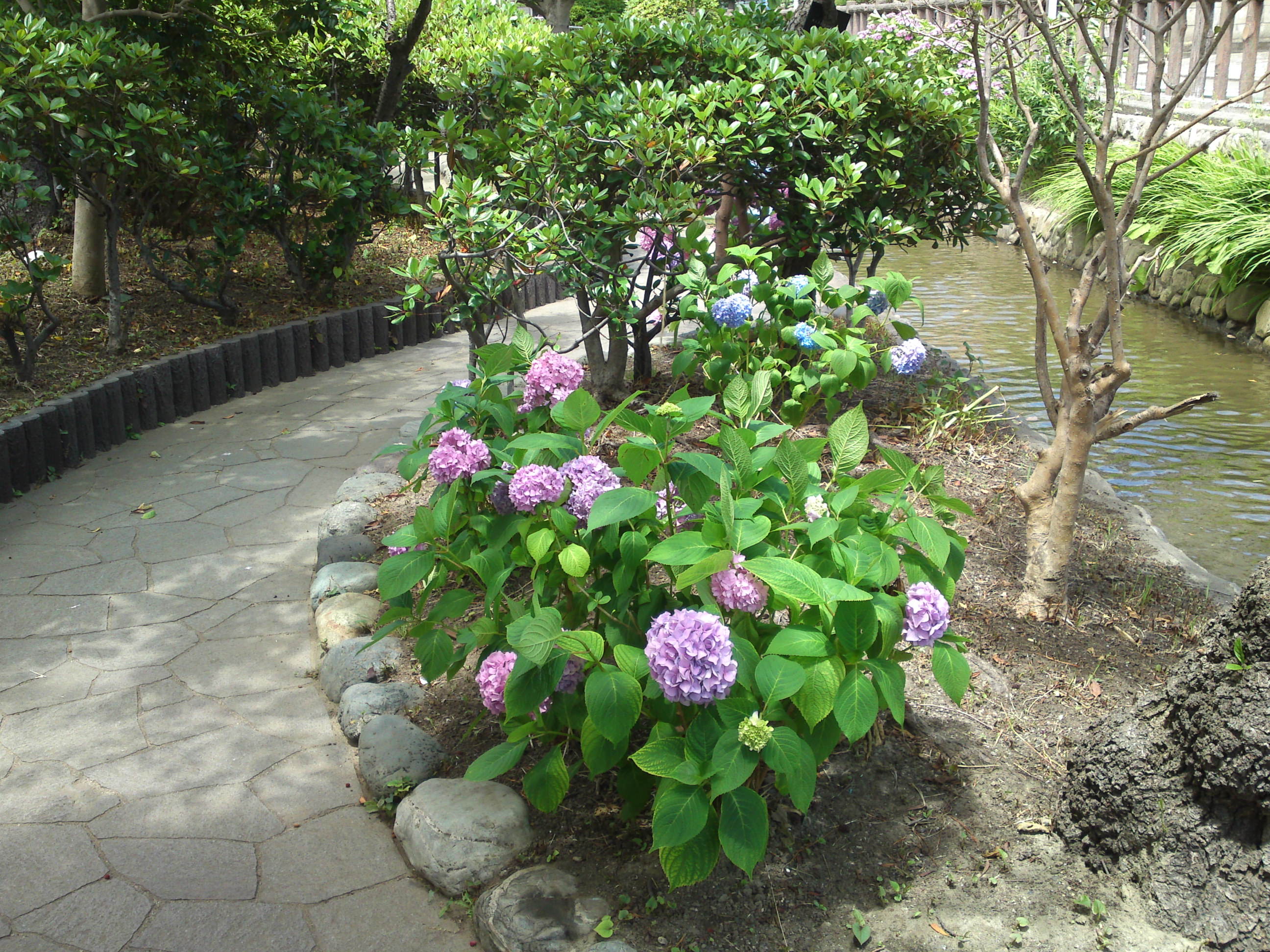 2020年古川親水公園に咲く紫陽花の花３６
