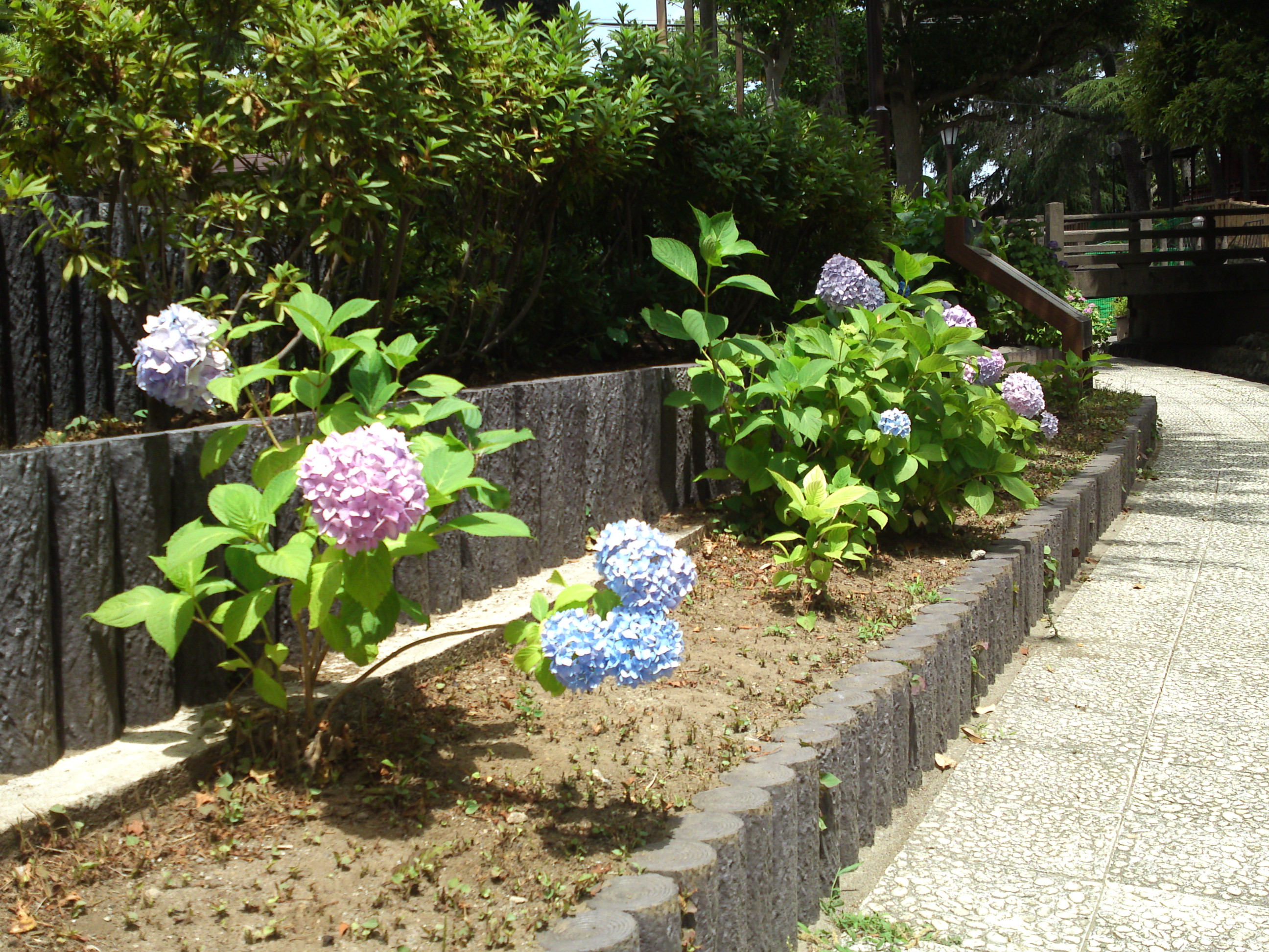2020年古川親水公園に咲く紫陽花の花３７