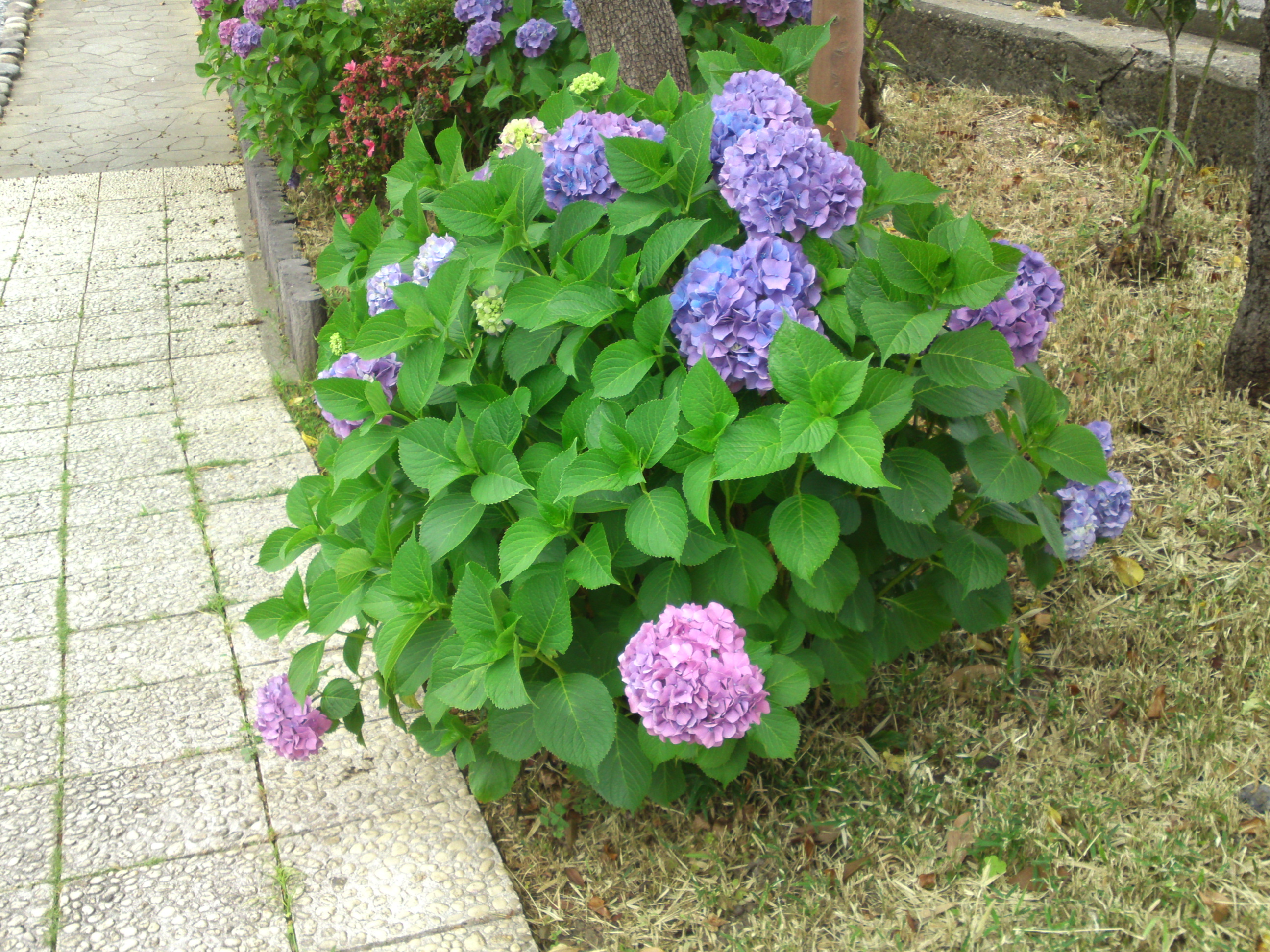 2020年古川親水公園に咲く紫陽花の花３８