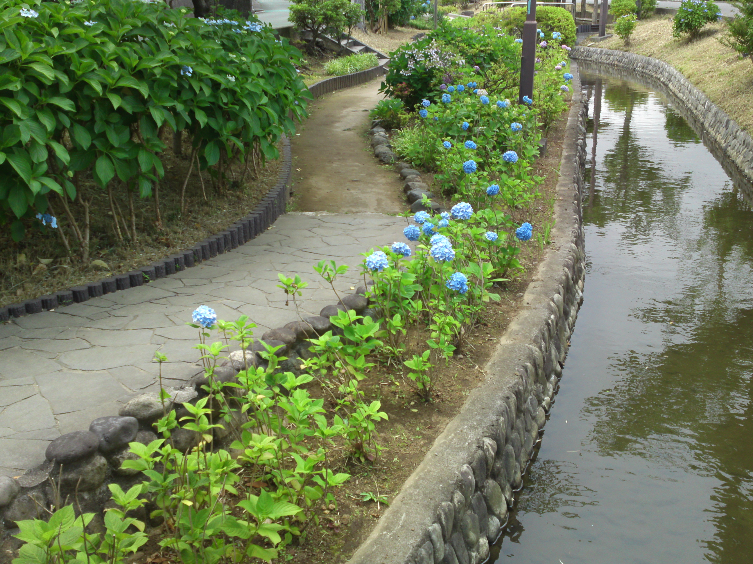 2020年古川親水公園に咲く紫陽花の花３９