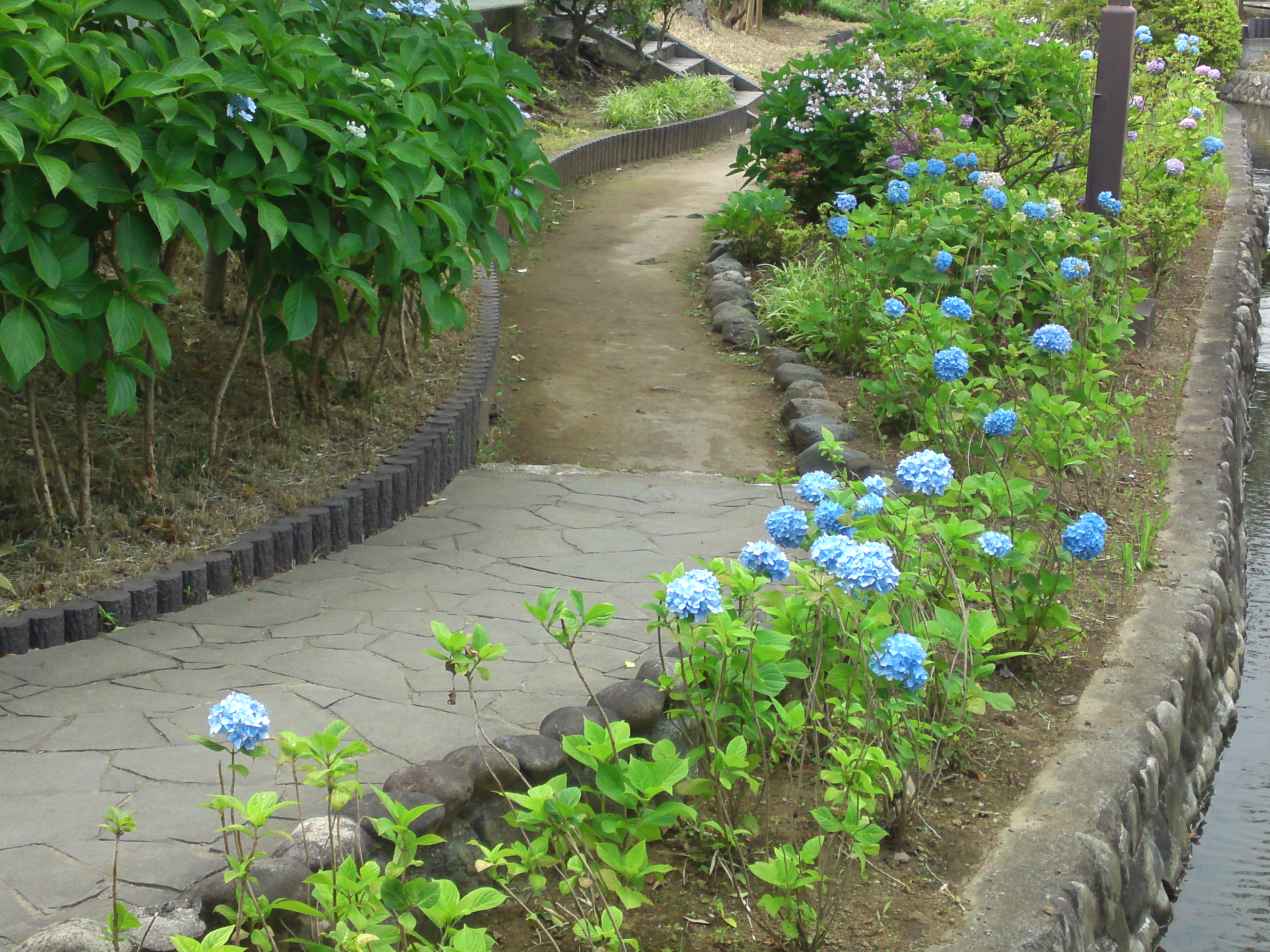 2020年古川親水公園に咲く紫陽花の花４０