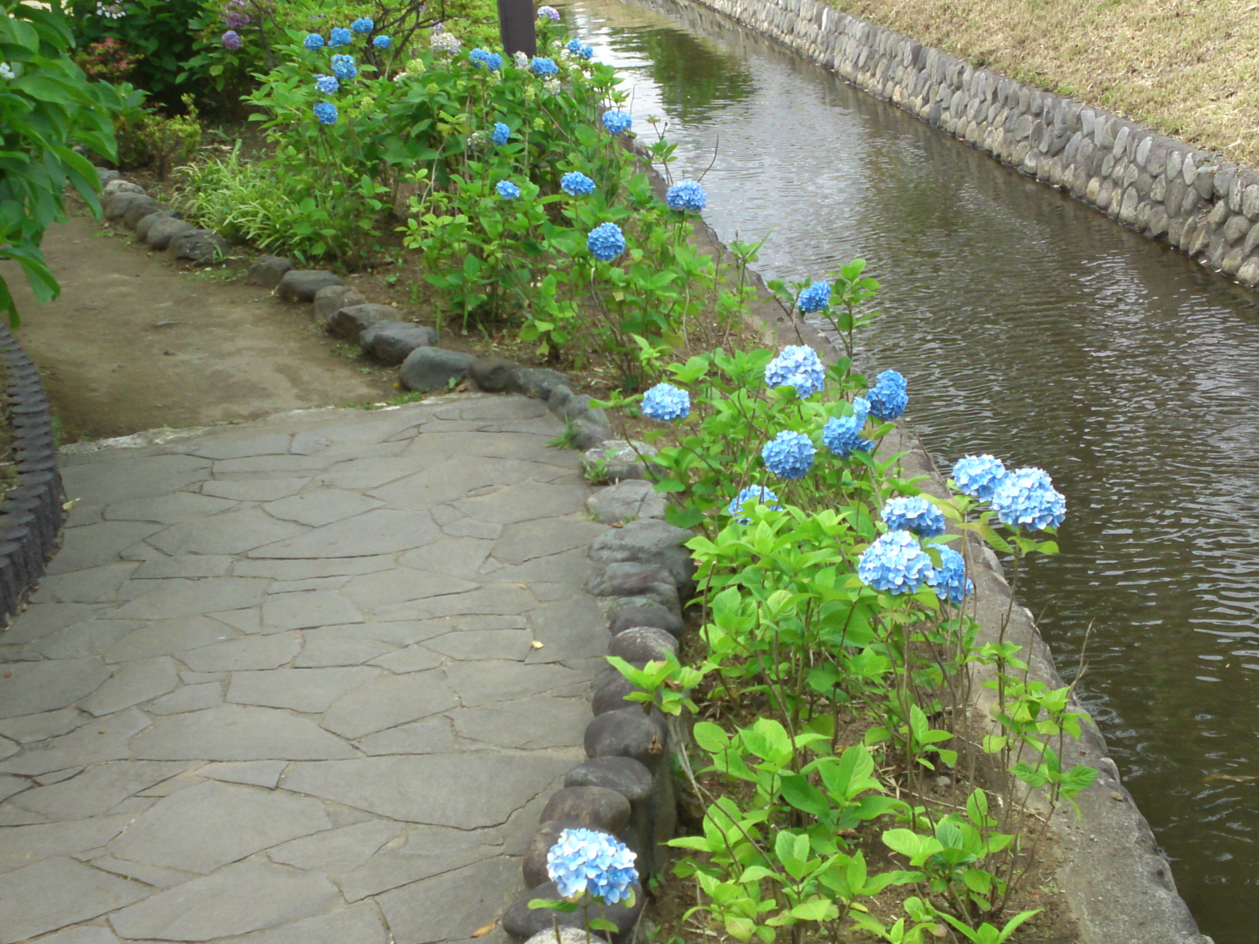 2020年夏古川親水公園に咲く紫陽花の花４１