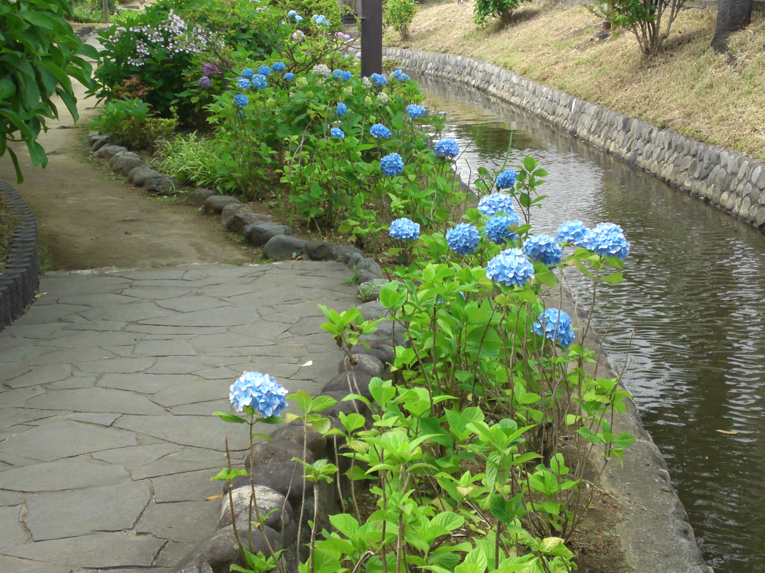 2020年夏古川親水公園に咲く紫陽花の花４２