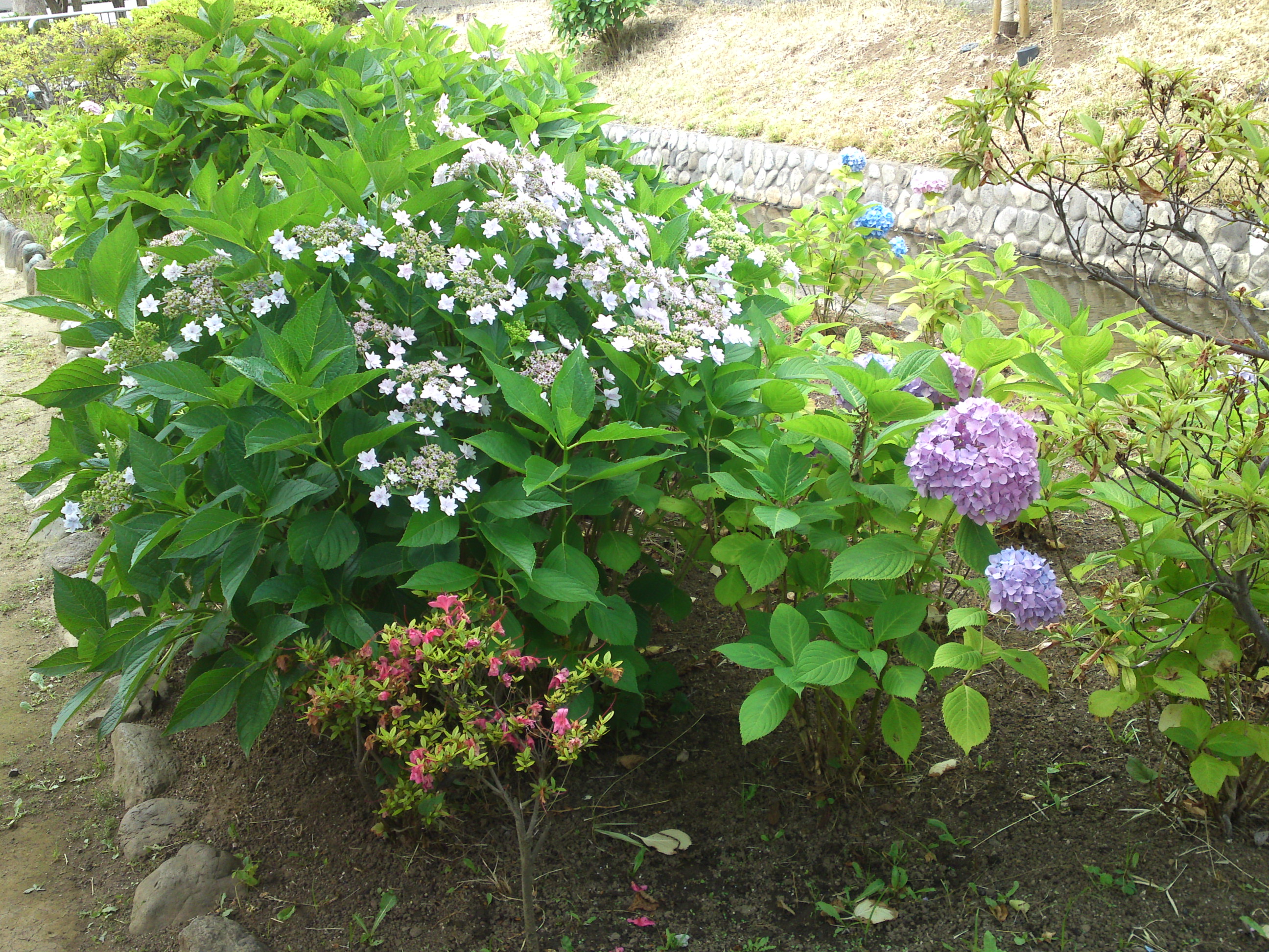 2020年夏古川親水公園に咲く紫陽花の花４４