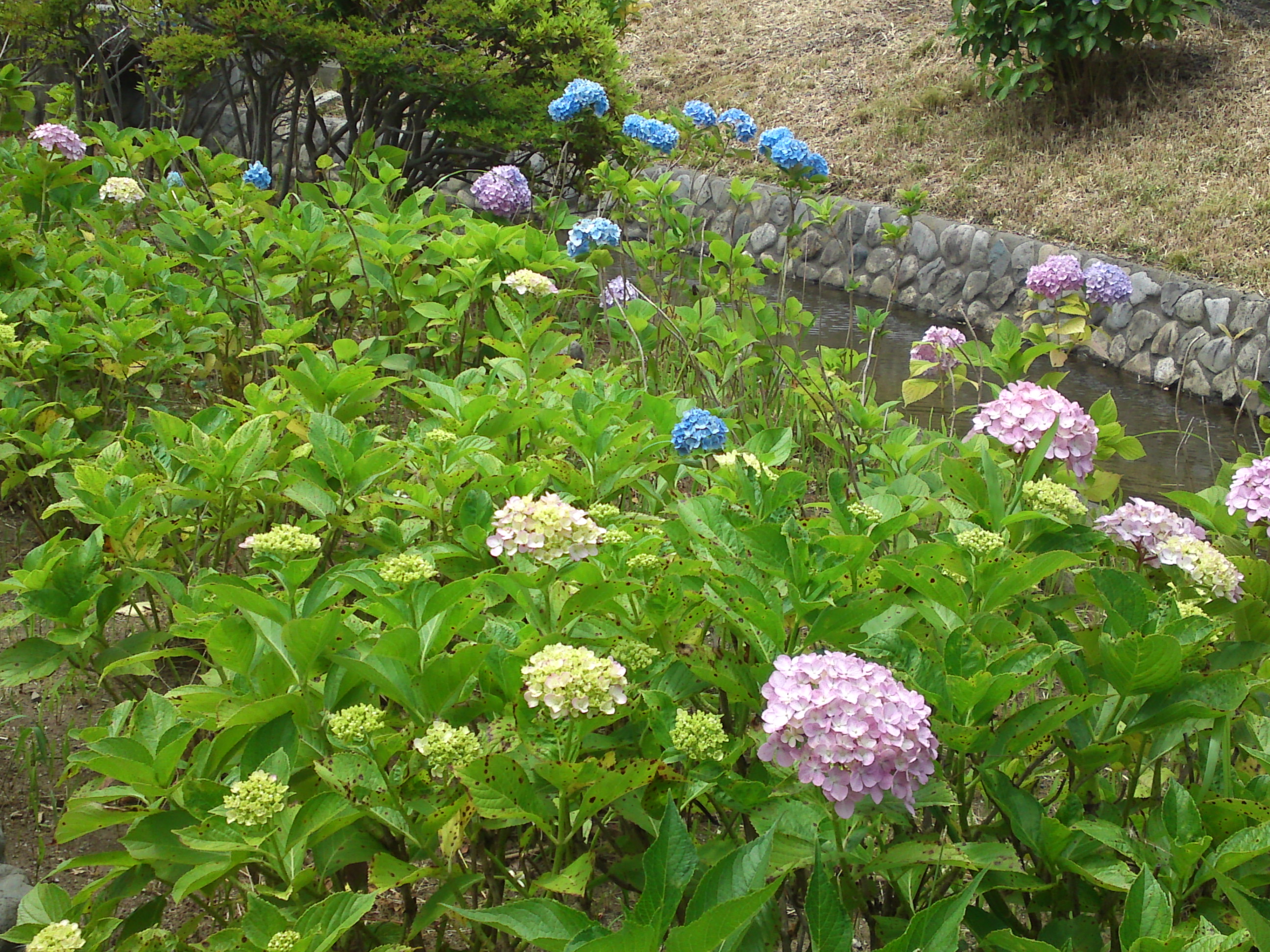 2020年夏古川親水公園に咲く紫陽花の花４５