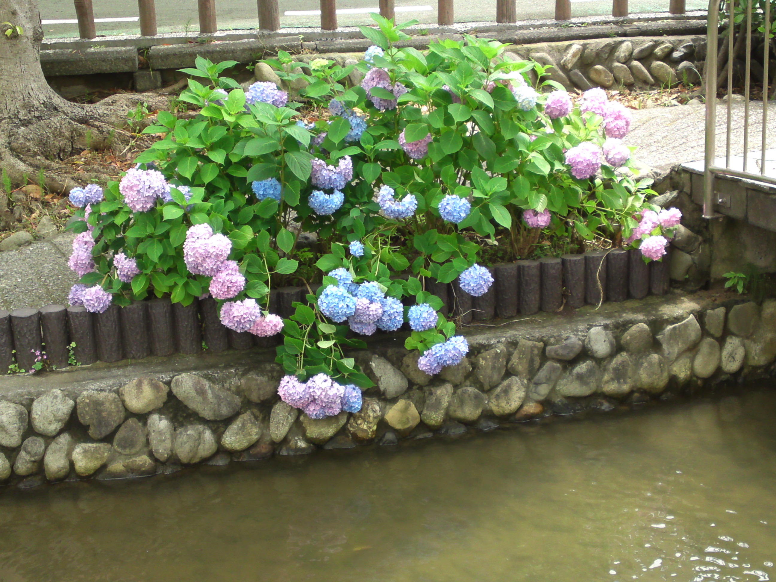 2020年夏古川親水公園に咲く紫陽花の花４６