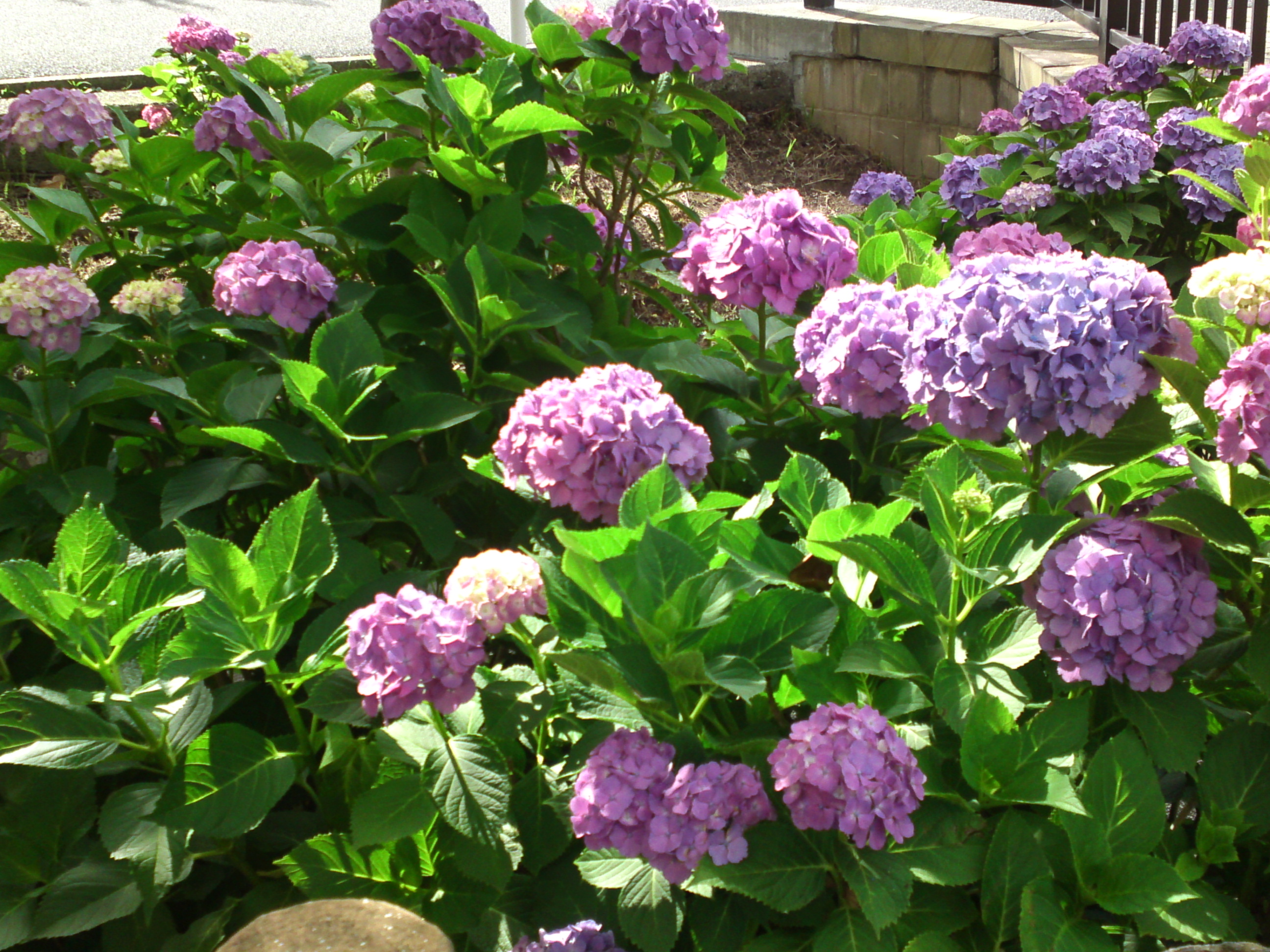 2020年夏古川親水公園に咲く紫陽花の花４８
