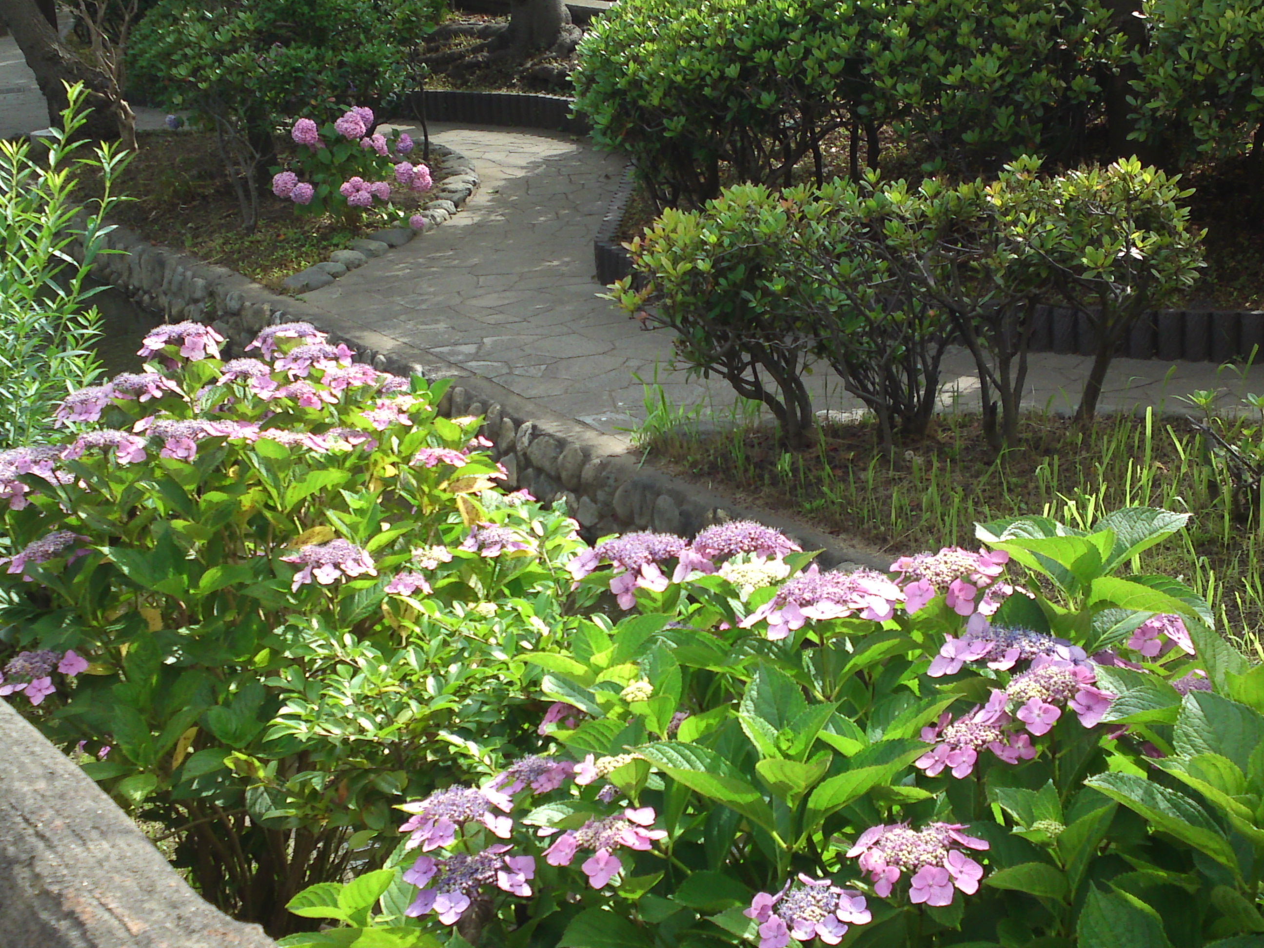2020年夏古川親水公園に咲く紫陽花の花４９