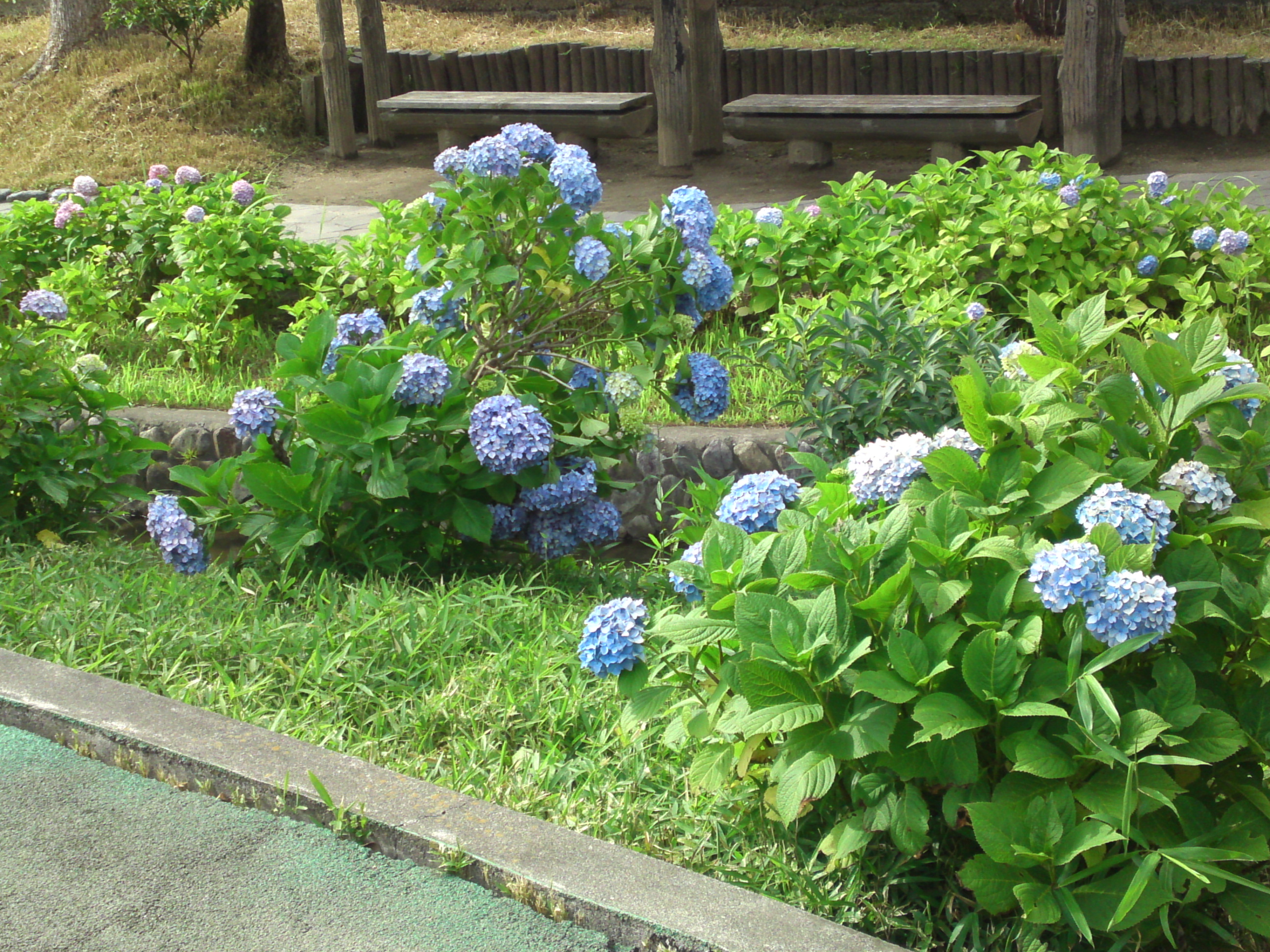 2020年夏古川親水公園に咲く紫陽花の花５０