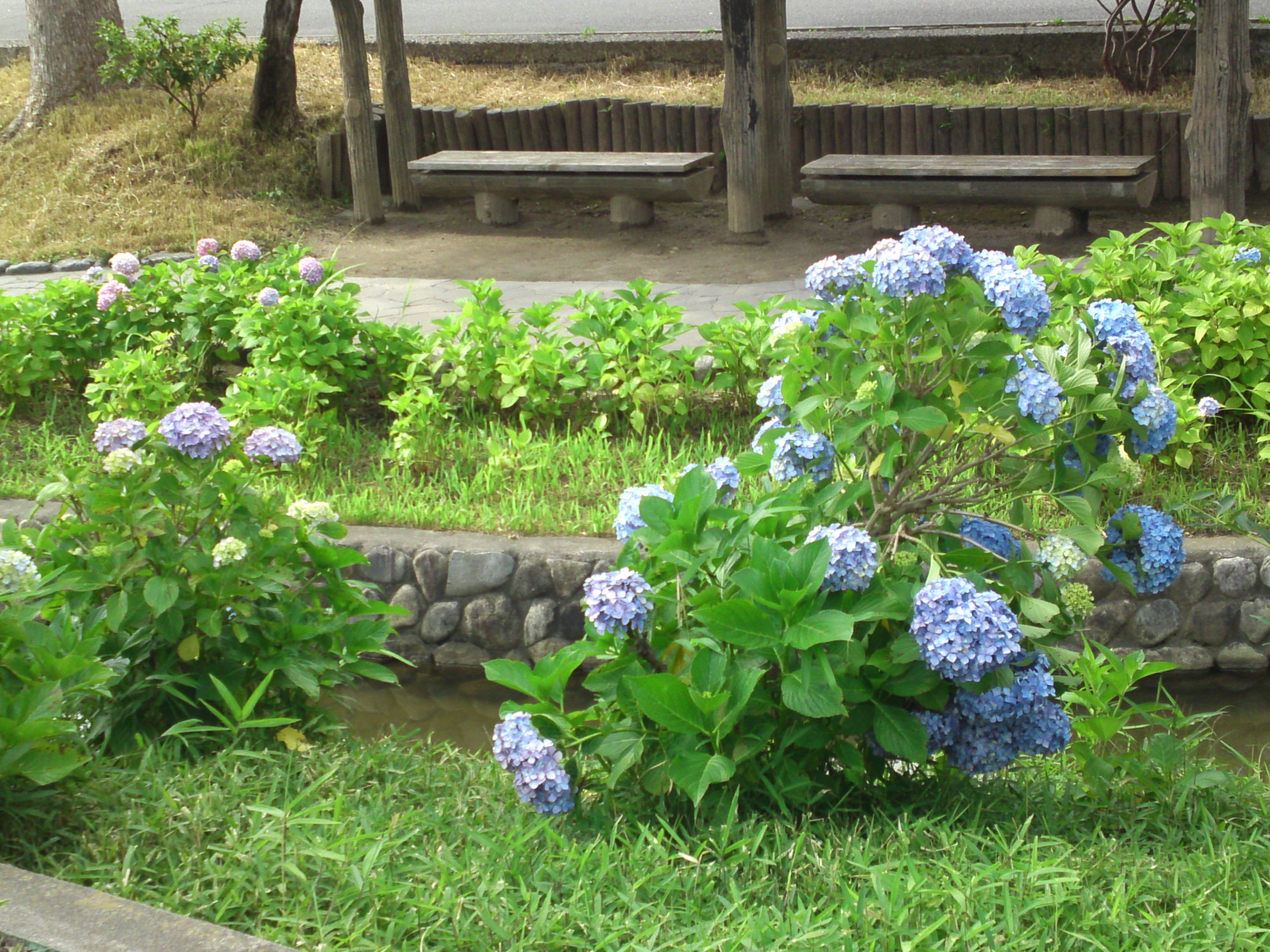 2020年夏古川親水公園に咲く紫陽花の花５１