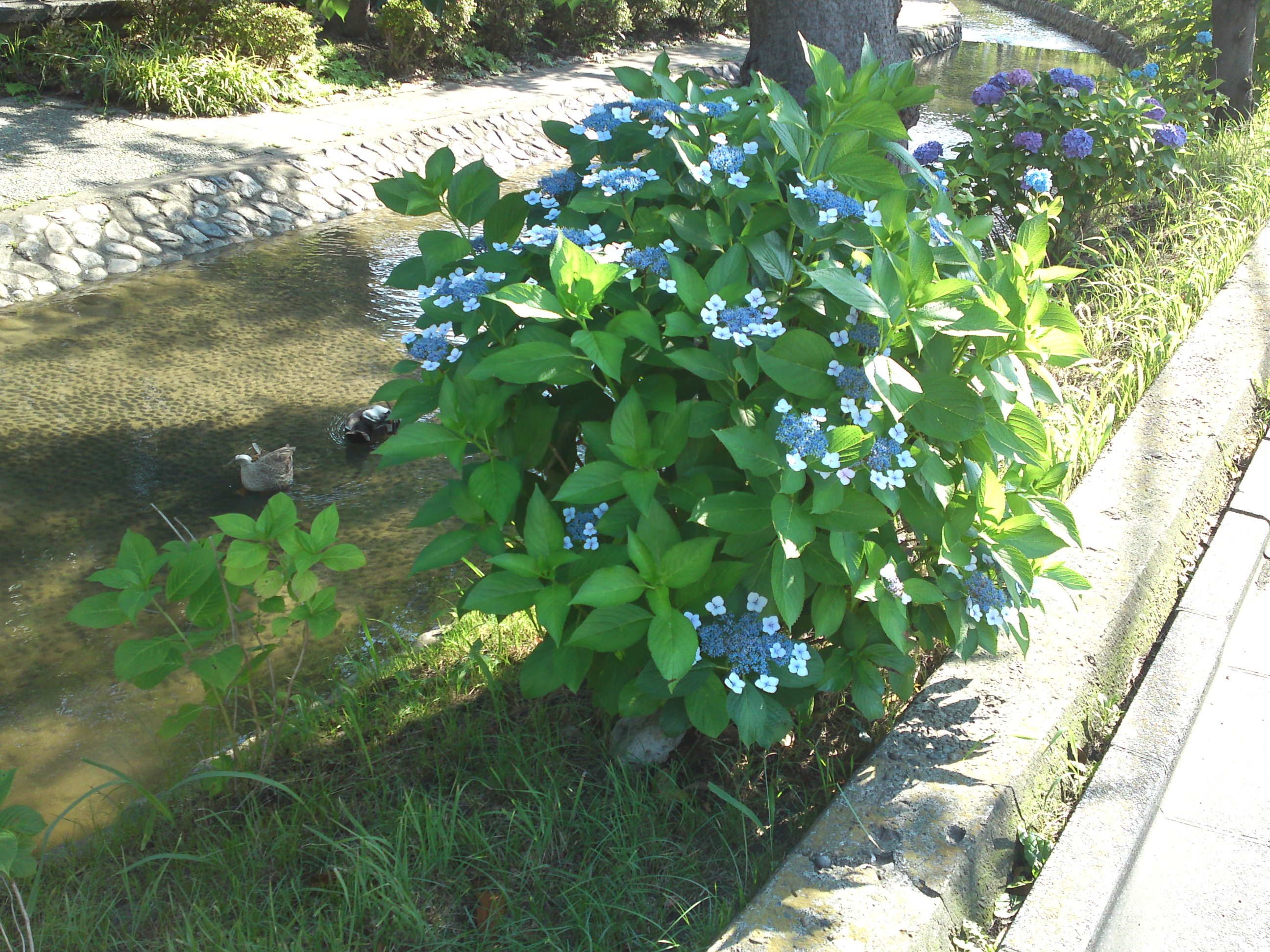 2020年夏古川親水公園に咲く紫陽花の花５４