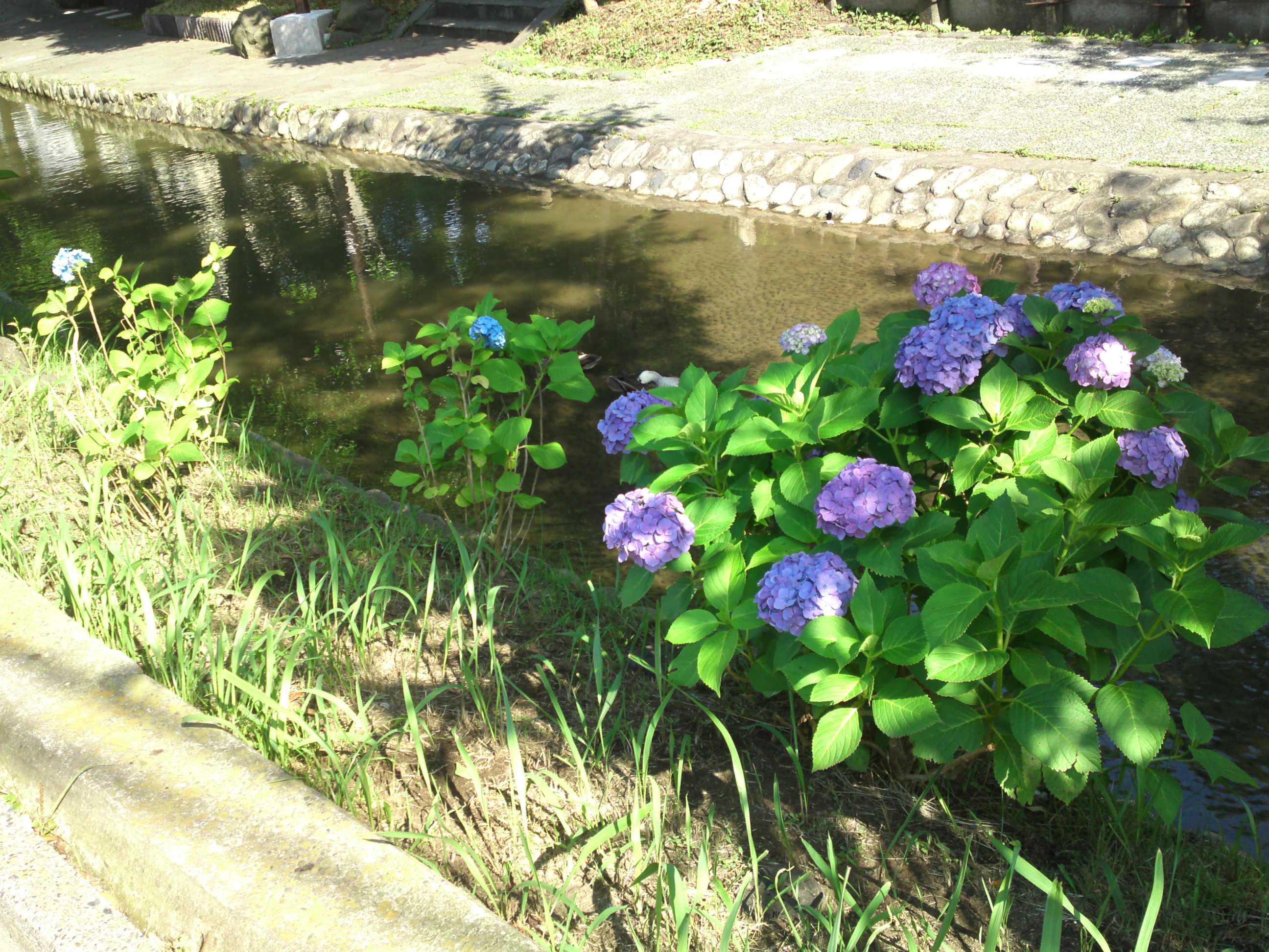 2020年夏古川親水公園に咲く紫陽花の花５５