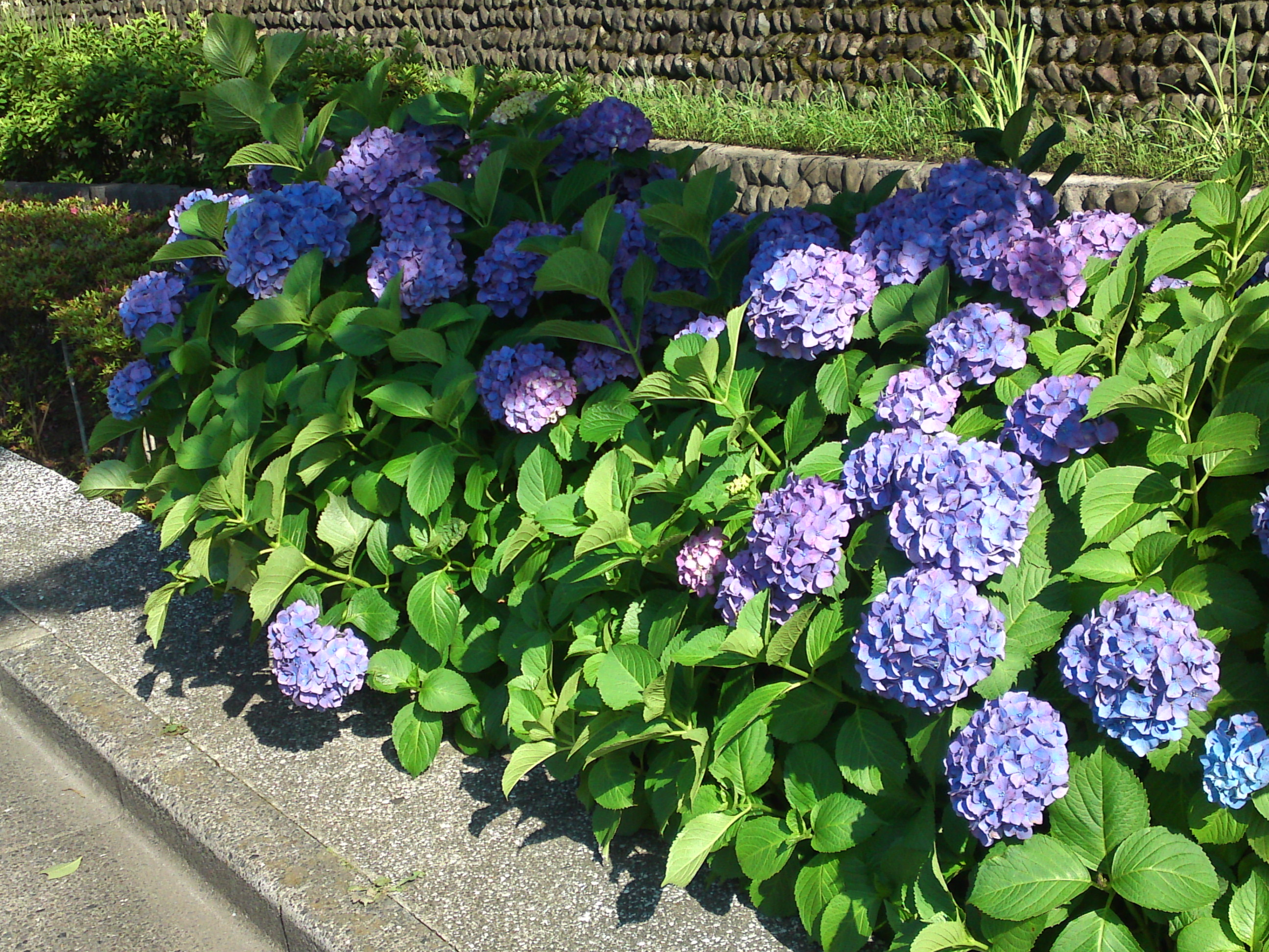 2020年夏古川親水公園に咲く紫陽花の花５６