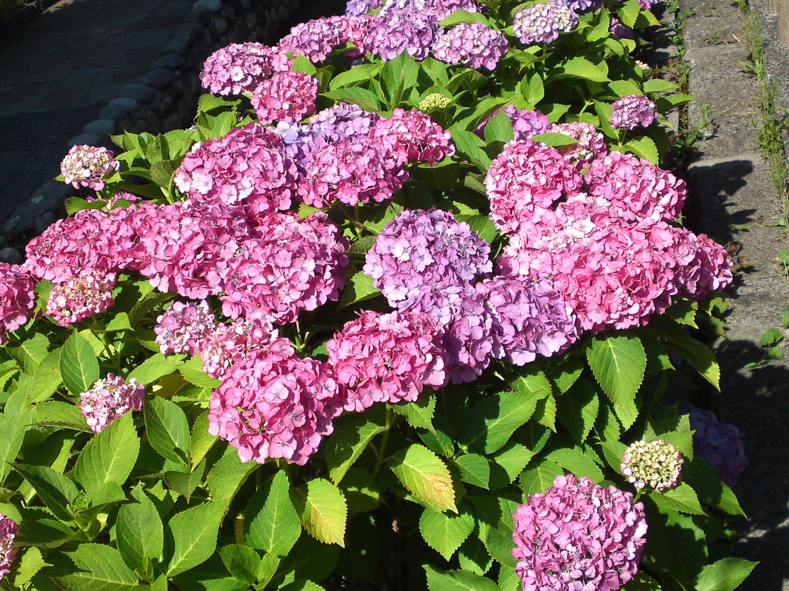 2020年夏古川親水公園に咲く紫陽花の花５７