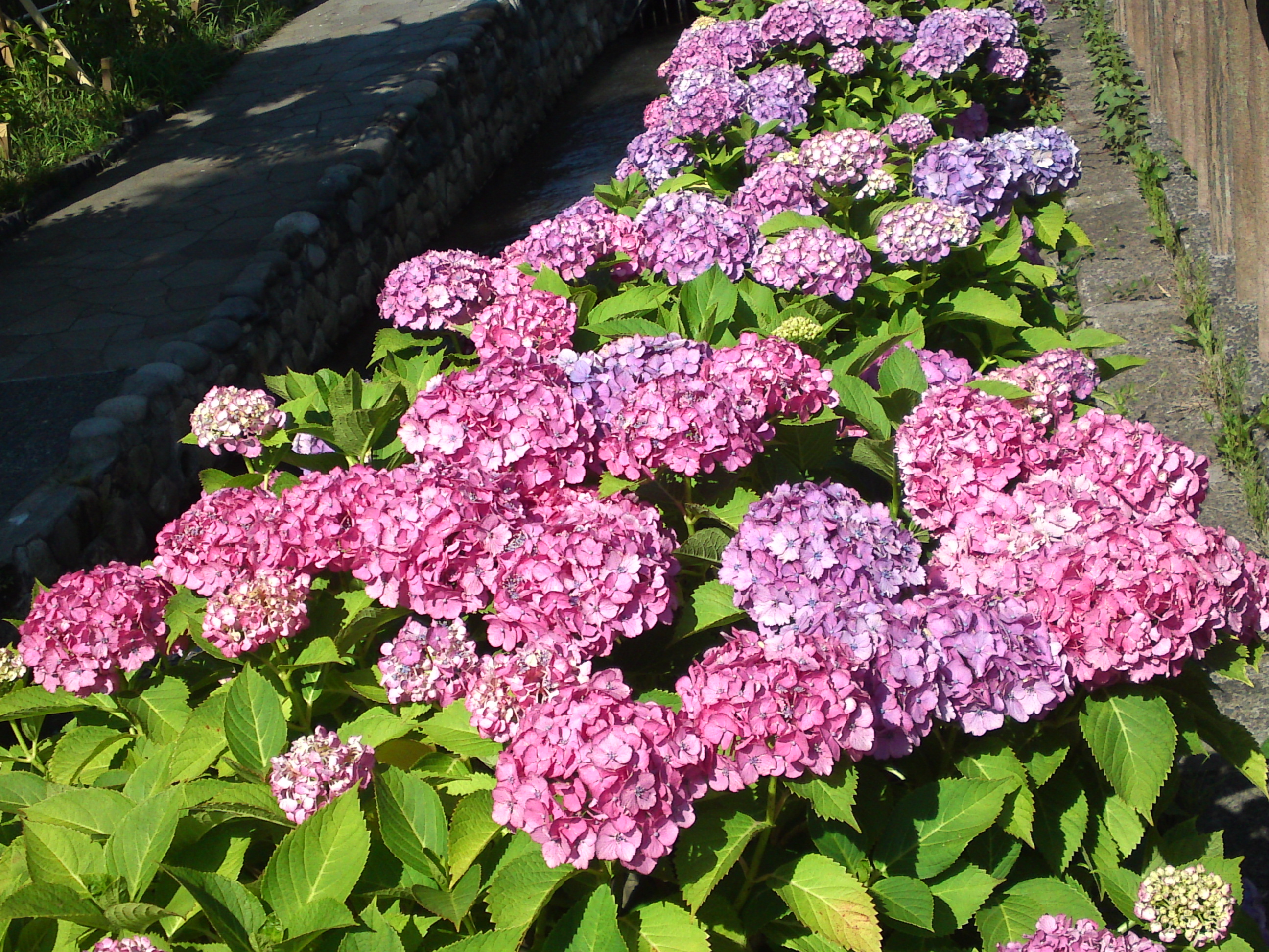 2020年夏古川親水公園に咲く紫陽花の花５８
