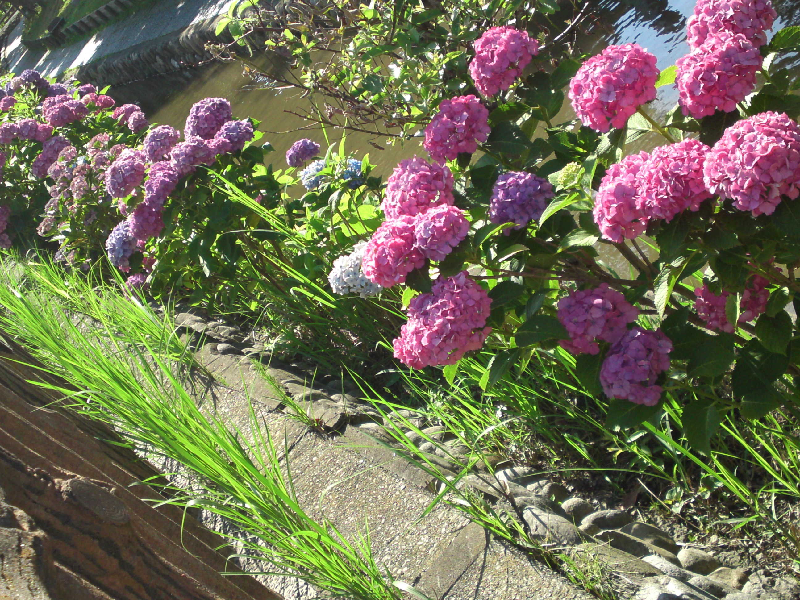 2020年夏古川親水公園に咲く紫陽花の花５９