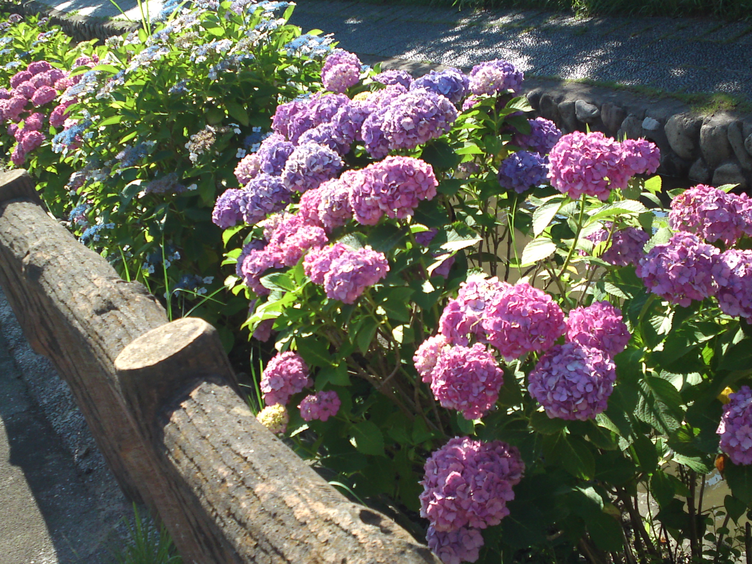 2020年夏古川親水公園に咲く紫陽花の花６０