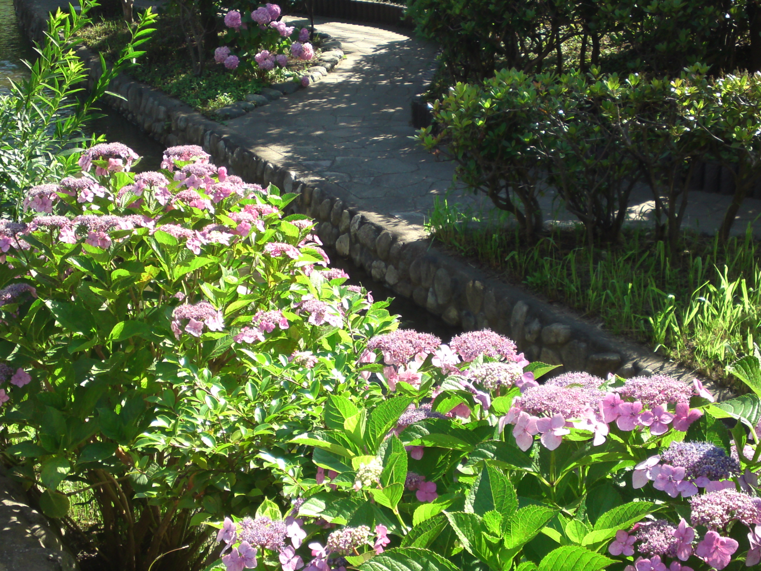 2020年夏古川親水公園に咲く紫陽花の花６１