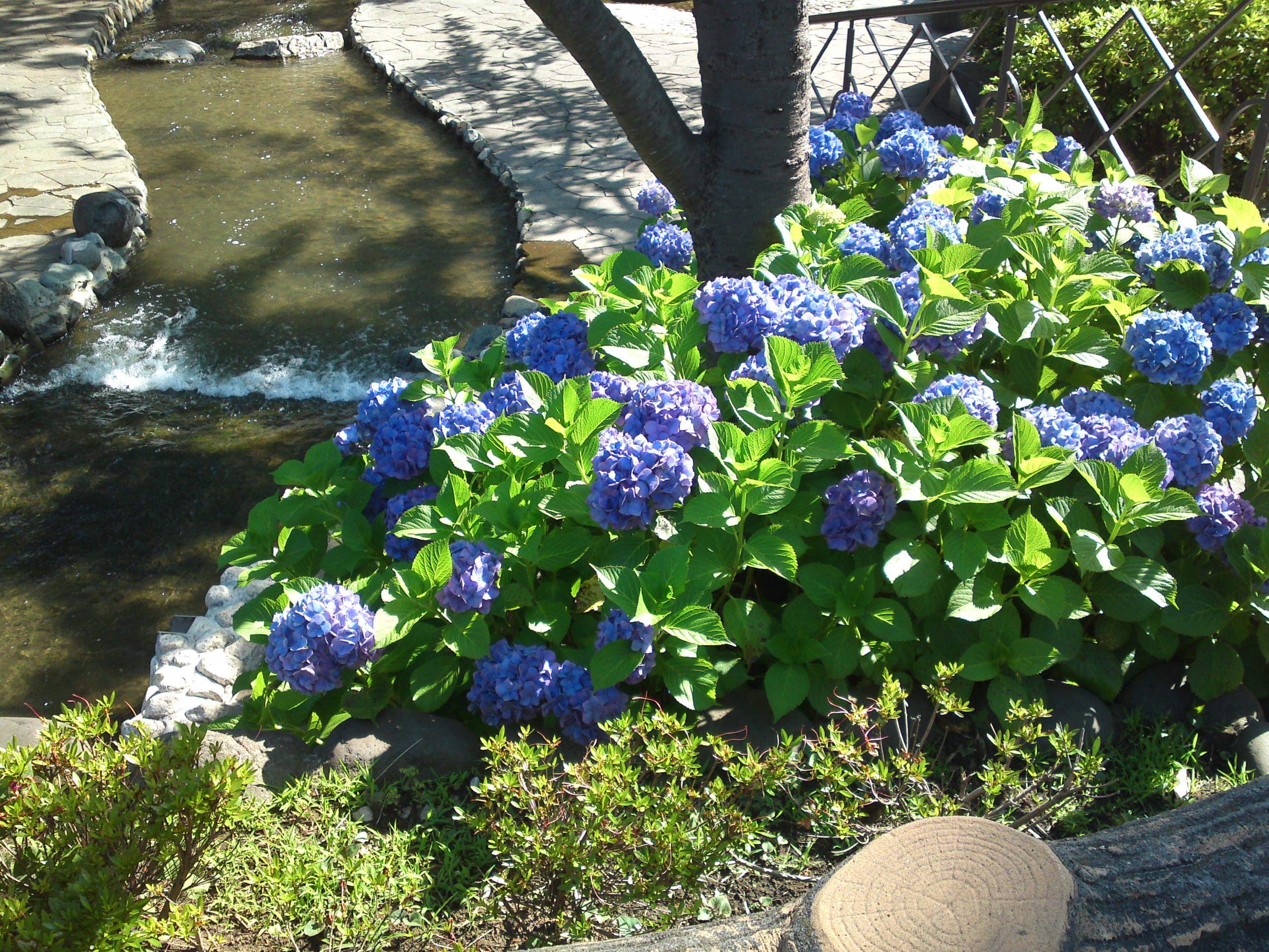 2020年夏古川親水公園に咲く紫陽花の花６２