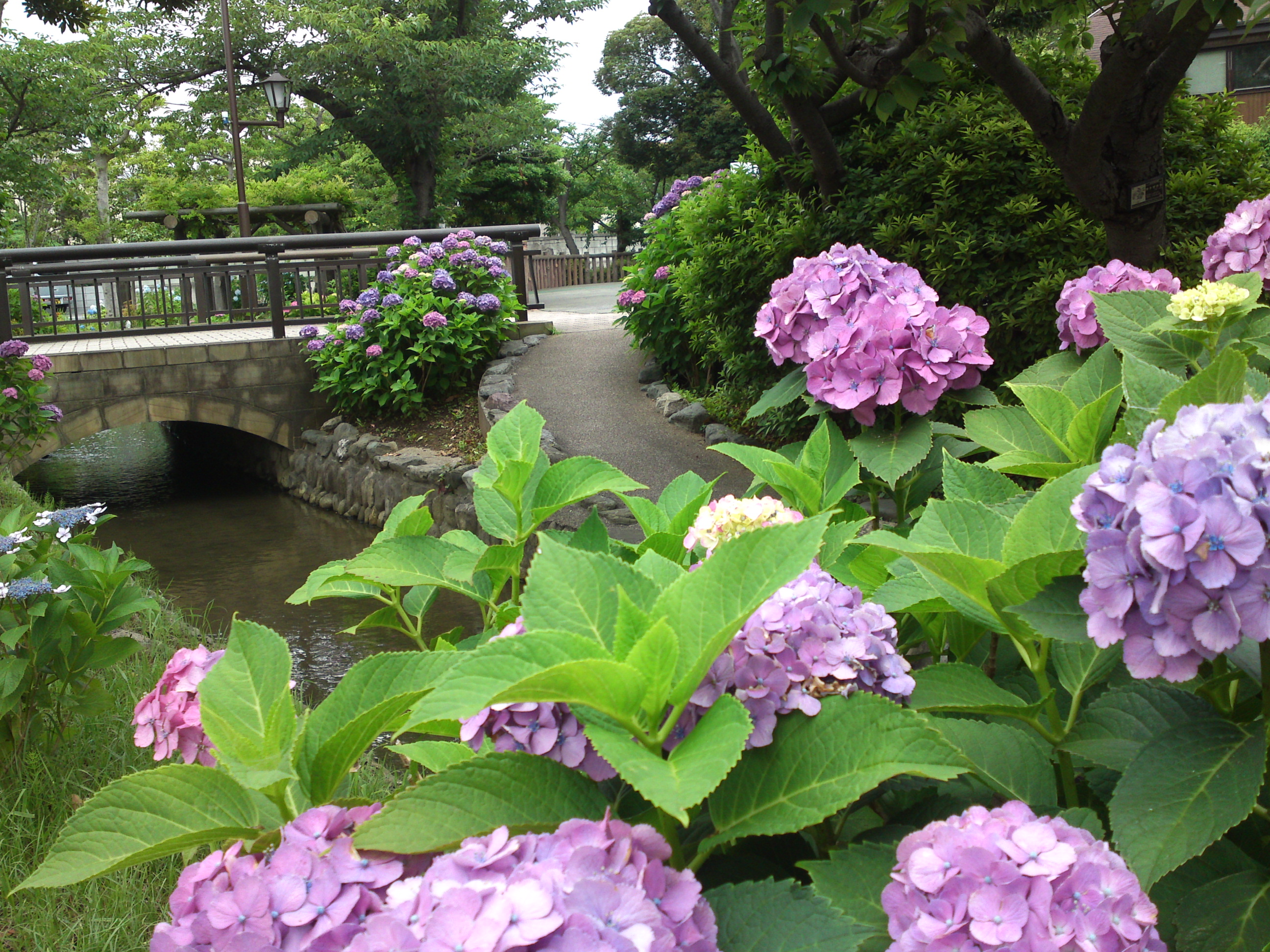 2020年夏古川親水公園に咲く紫陽花の花６３