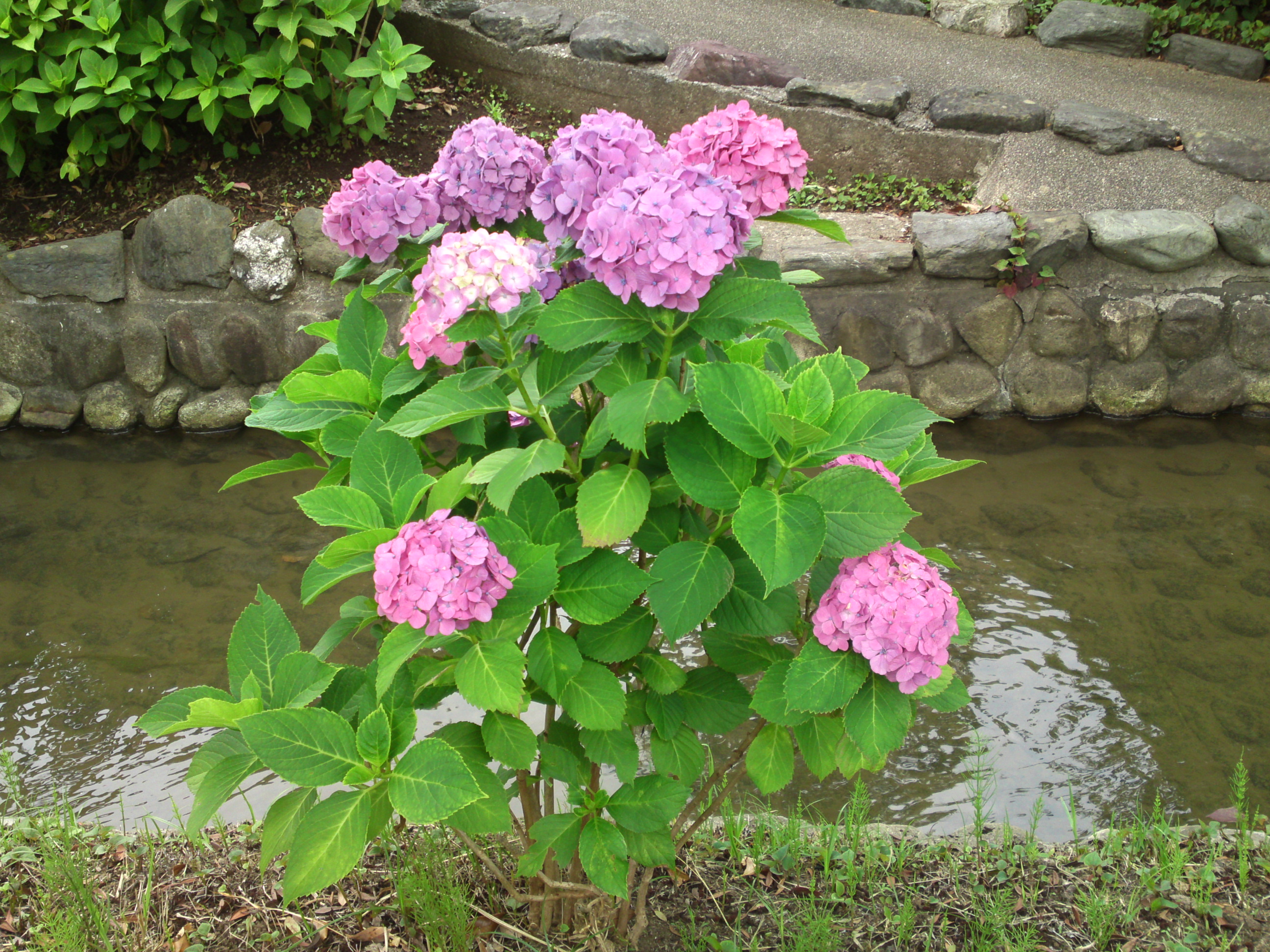 2020年夏古川親水公園に咲く紫陽花の花６４