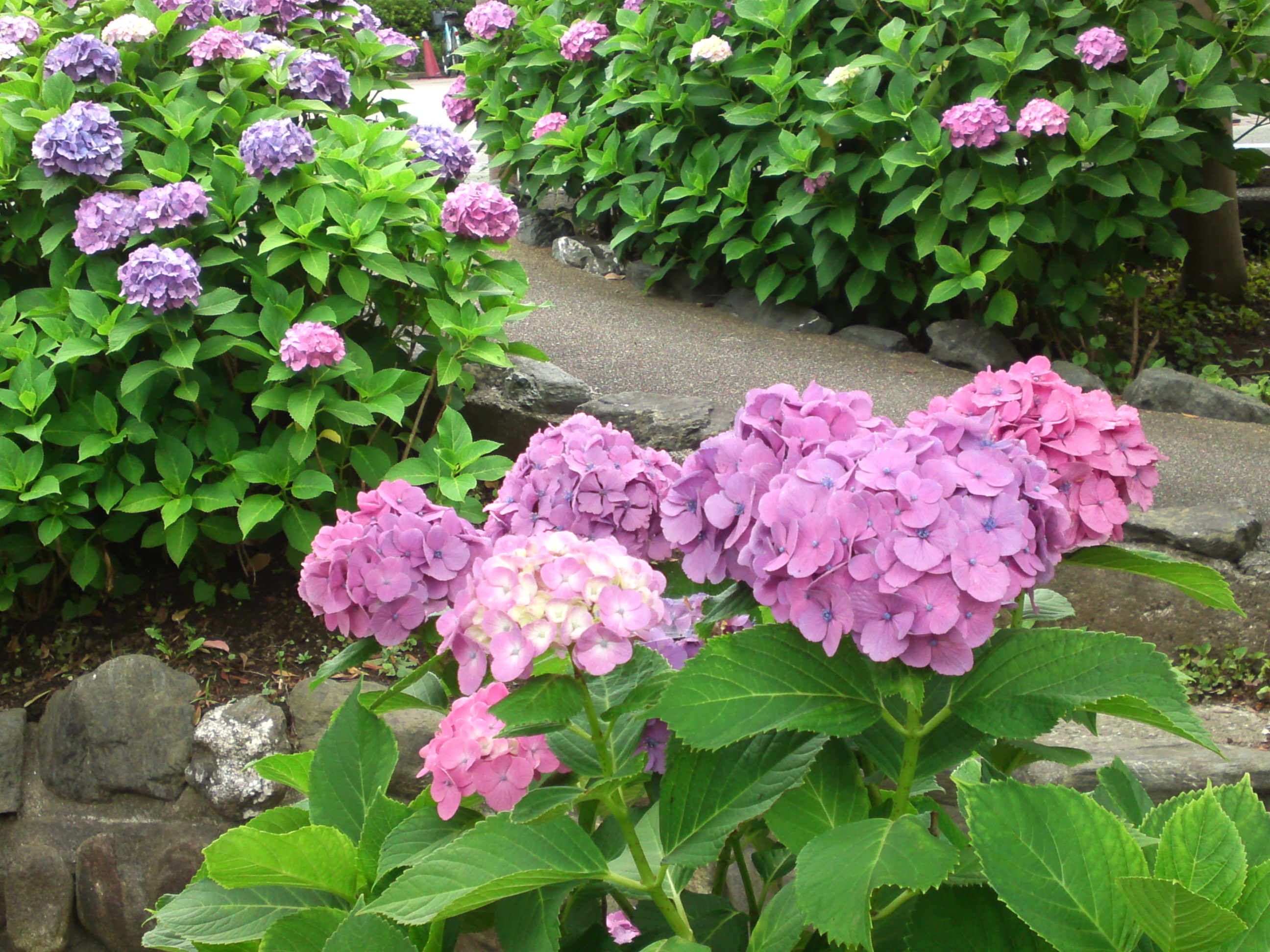 2020年夏古川親水公園に咲く紫陽花の花６５
