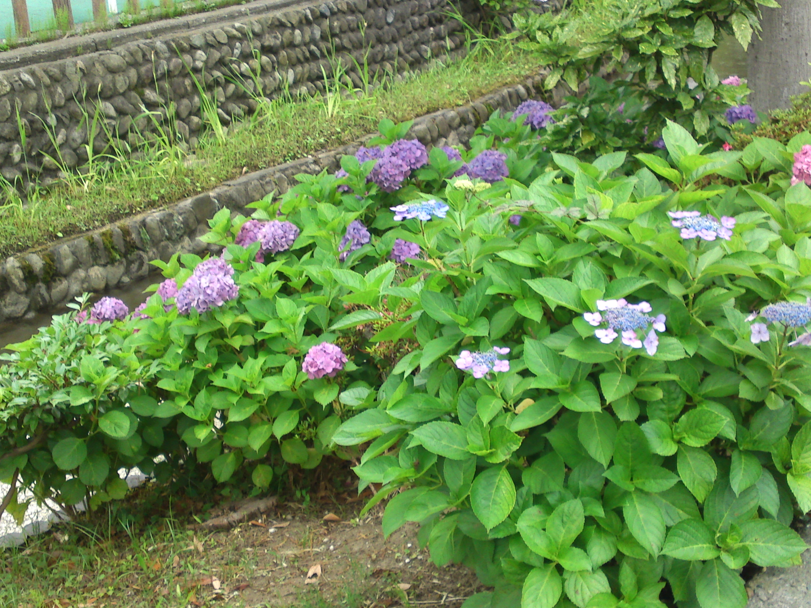 2020年夏古川親水公園に咲く紫陽花の花６６