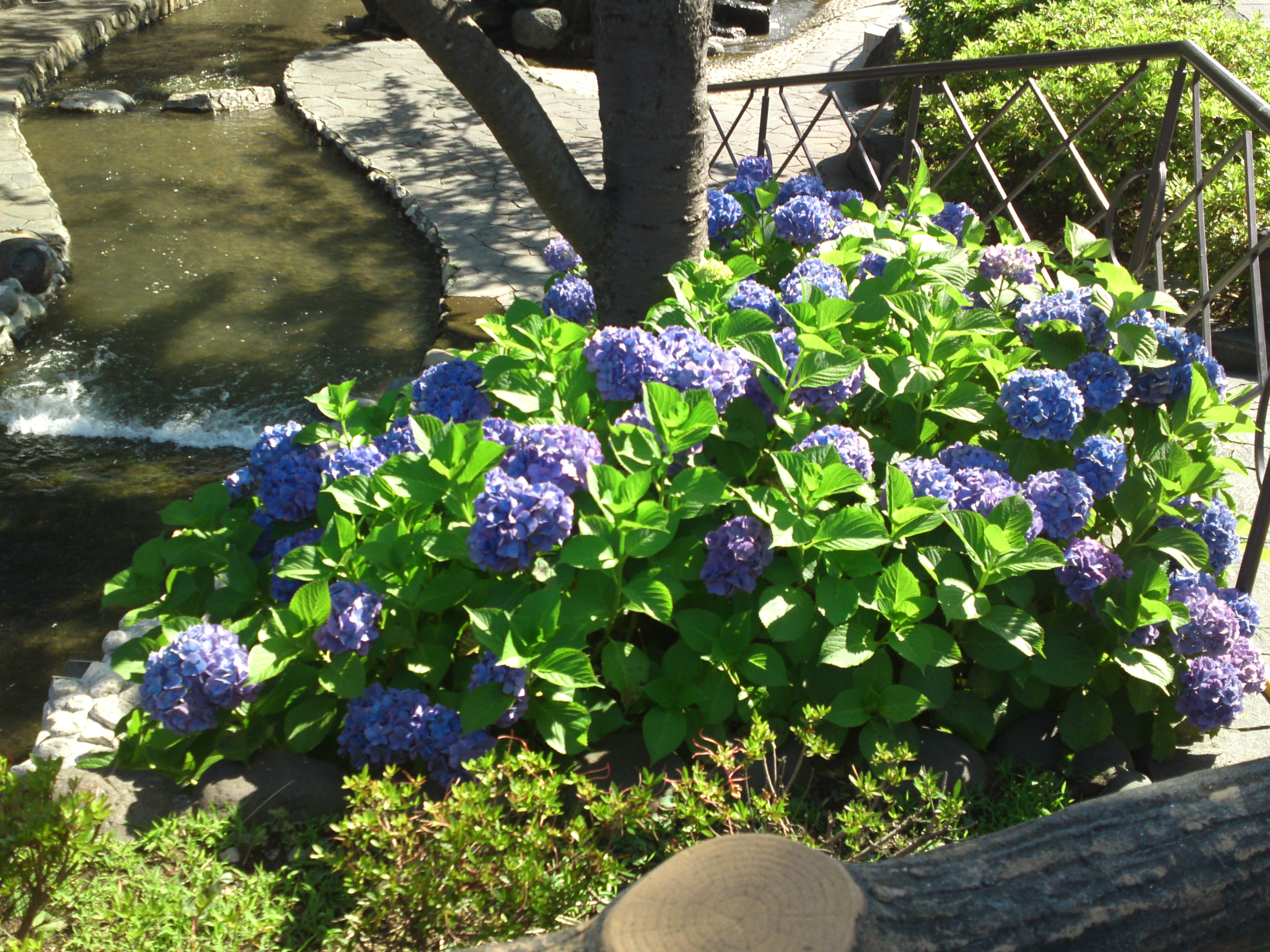2020年夏古川親水公園に咲く紫陽花の花６７