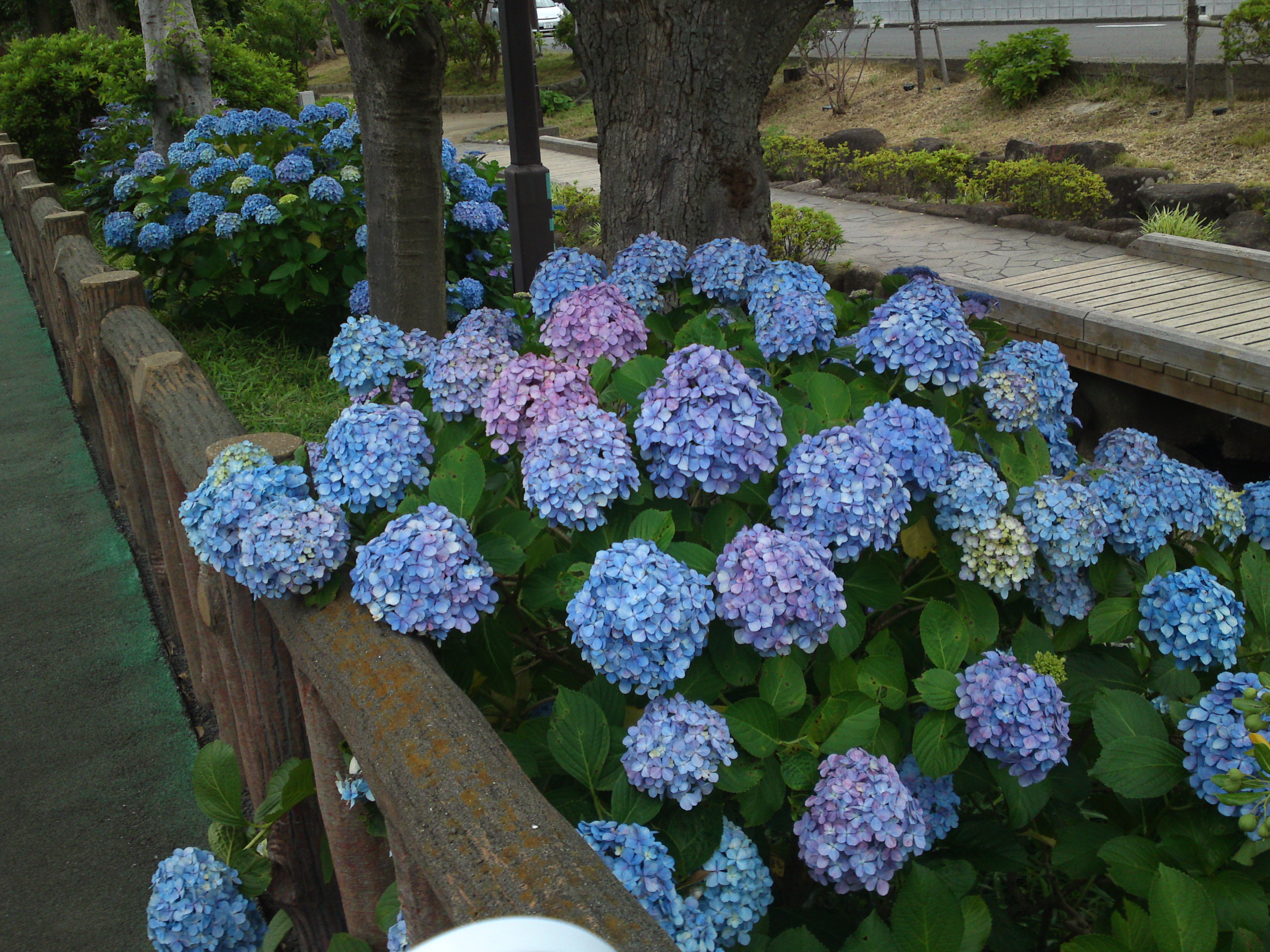 2020年夏古川親水公園に咲く紫陽花の花６８