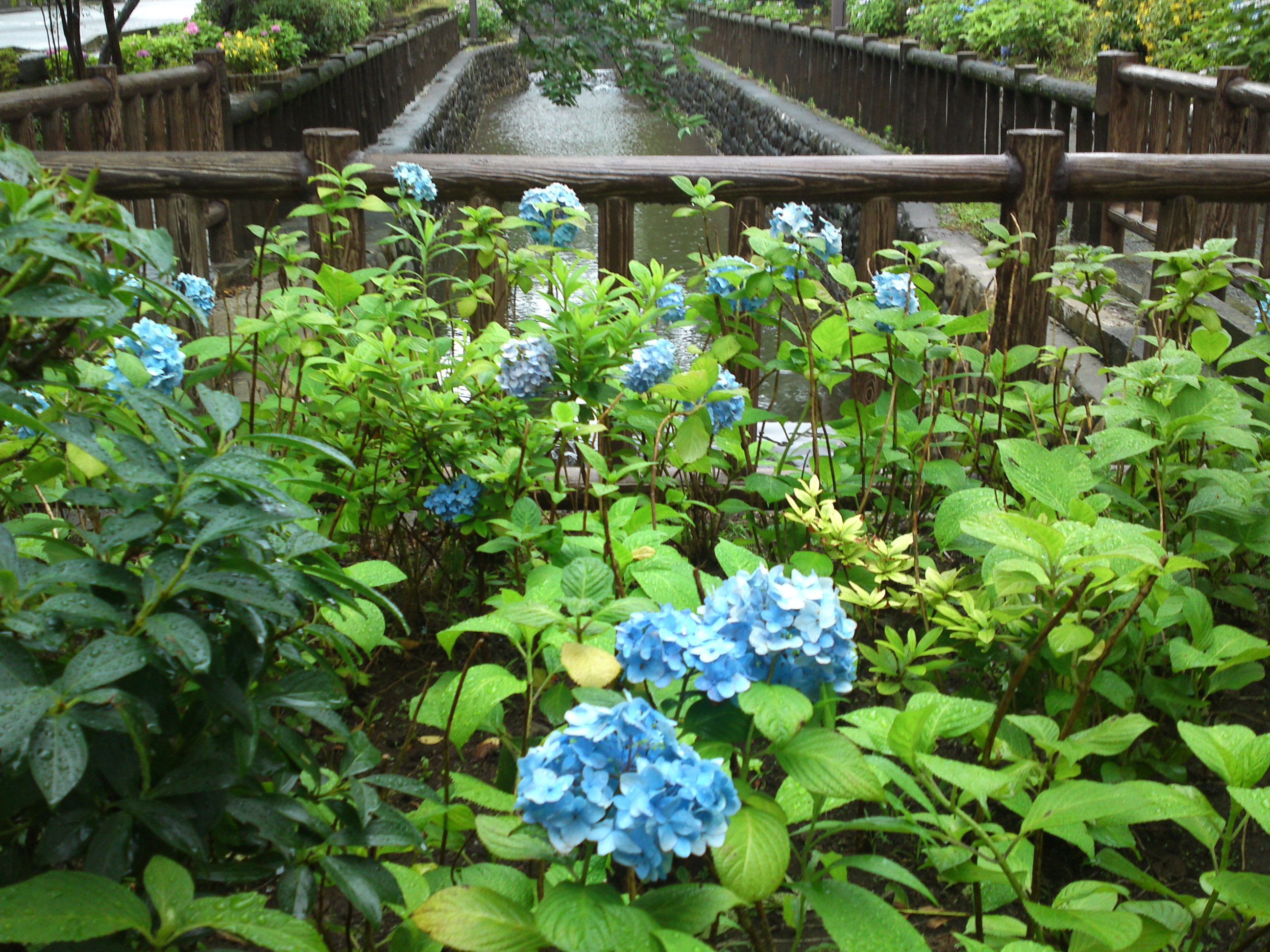2020年夏古川親水公園に咲く紫陽花の花７０