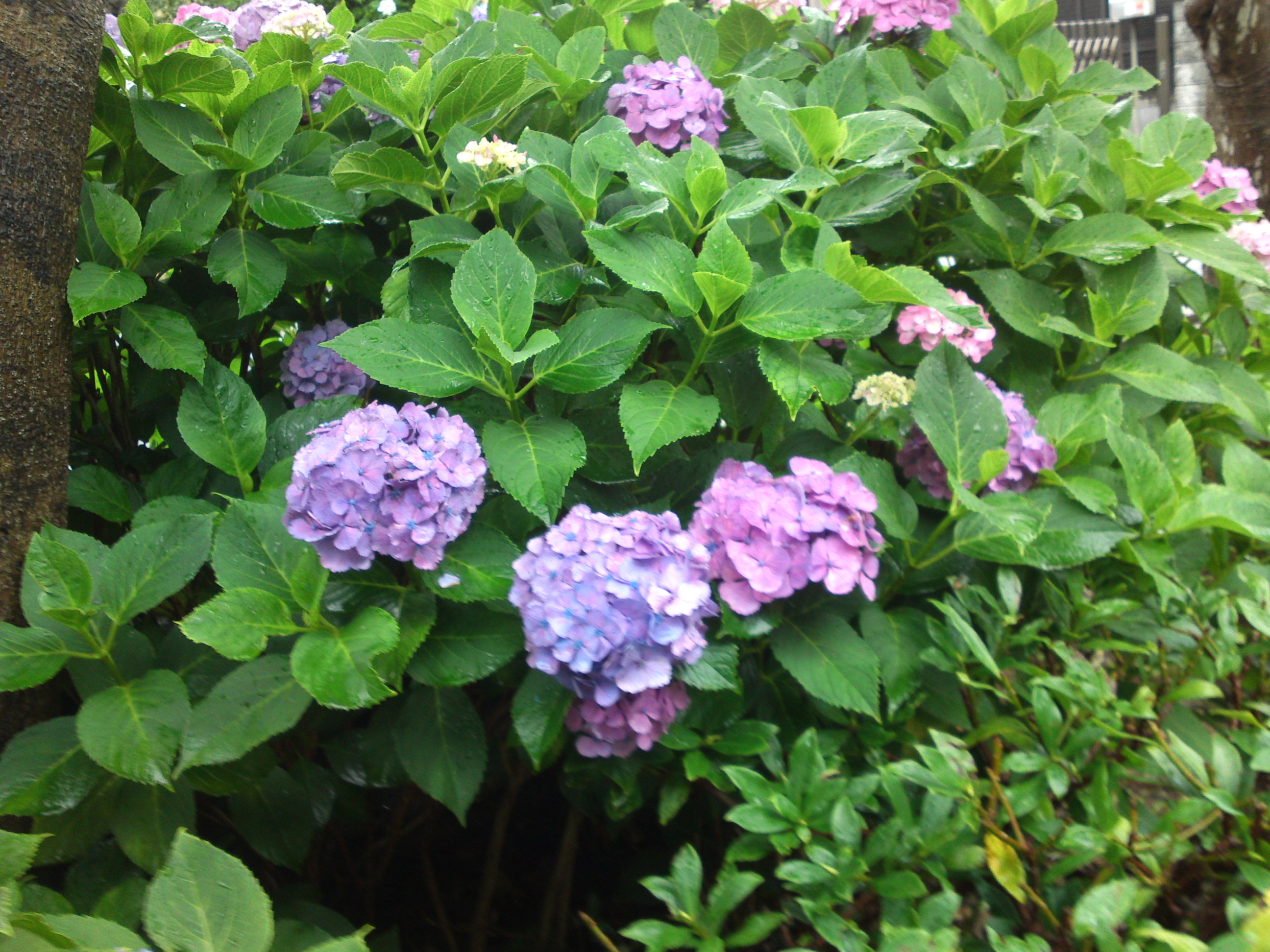 2020年夏古川親水公園に咲く紫陽花の花７２