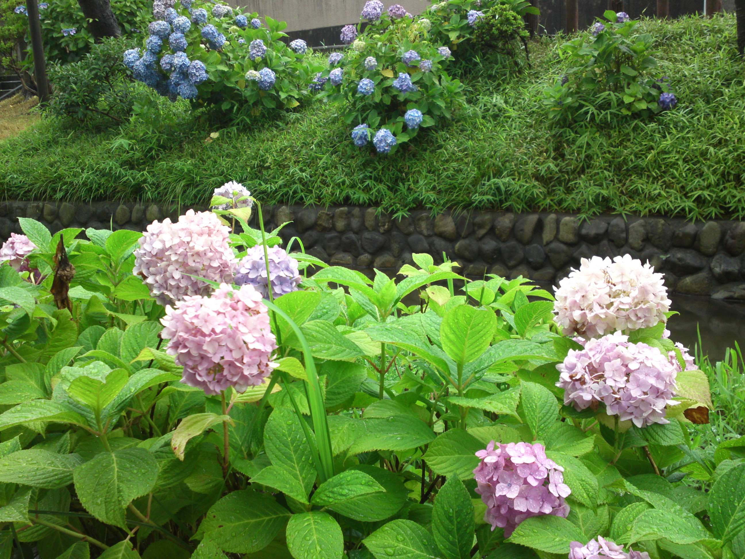 2020年夏古川親水公園に咲く紫陽花の花７５